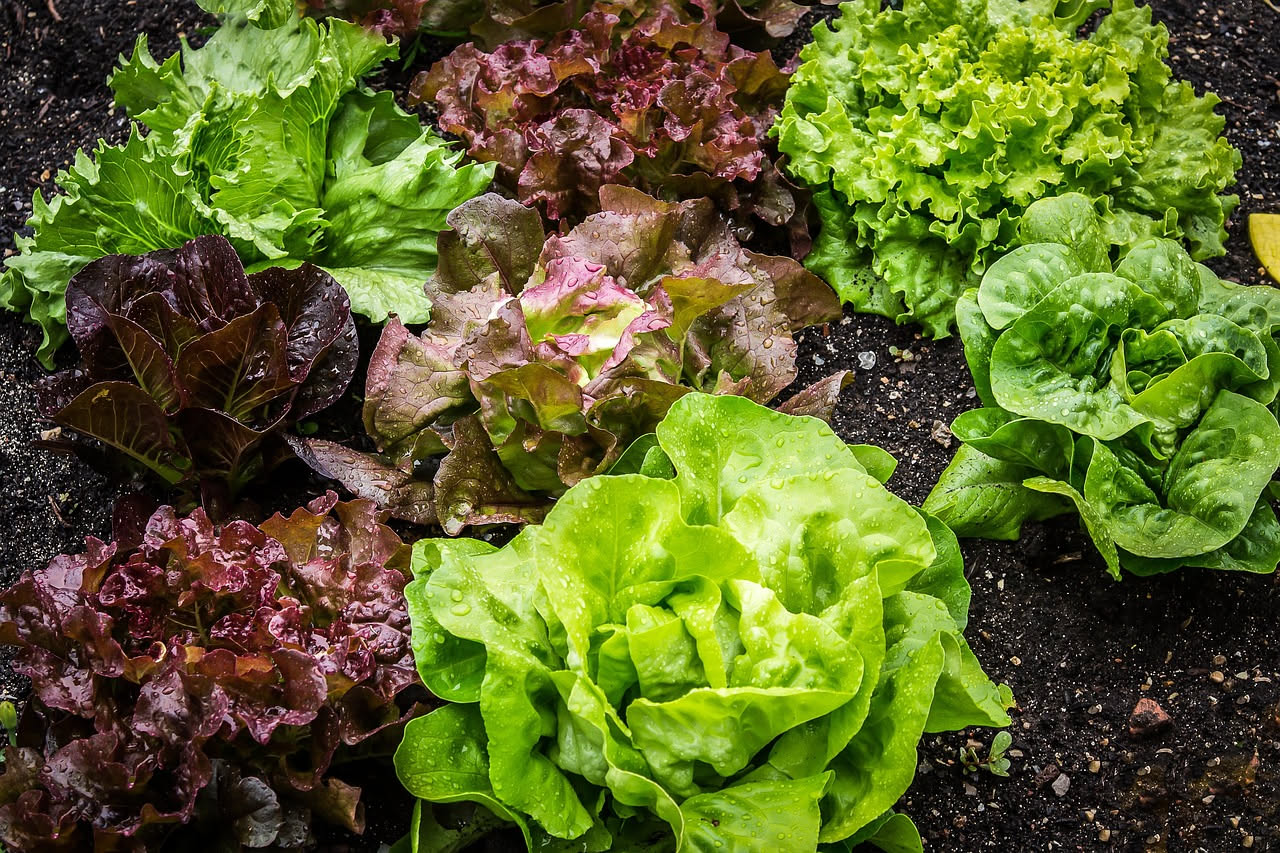 Come avere insalata fresca tutta l'estate: la raccolta scalare