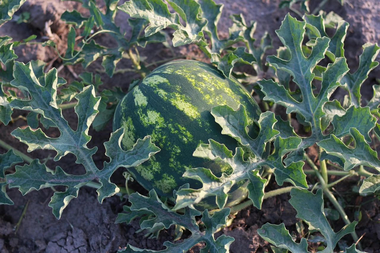 Come capire quando melone e anguria sono pronti: i segnali