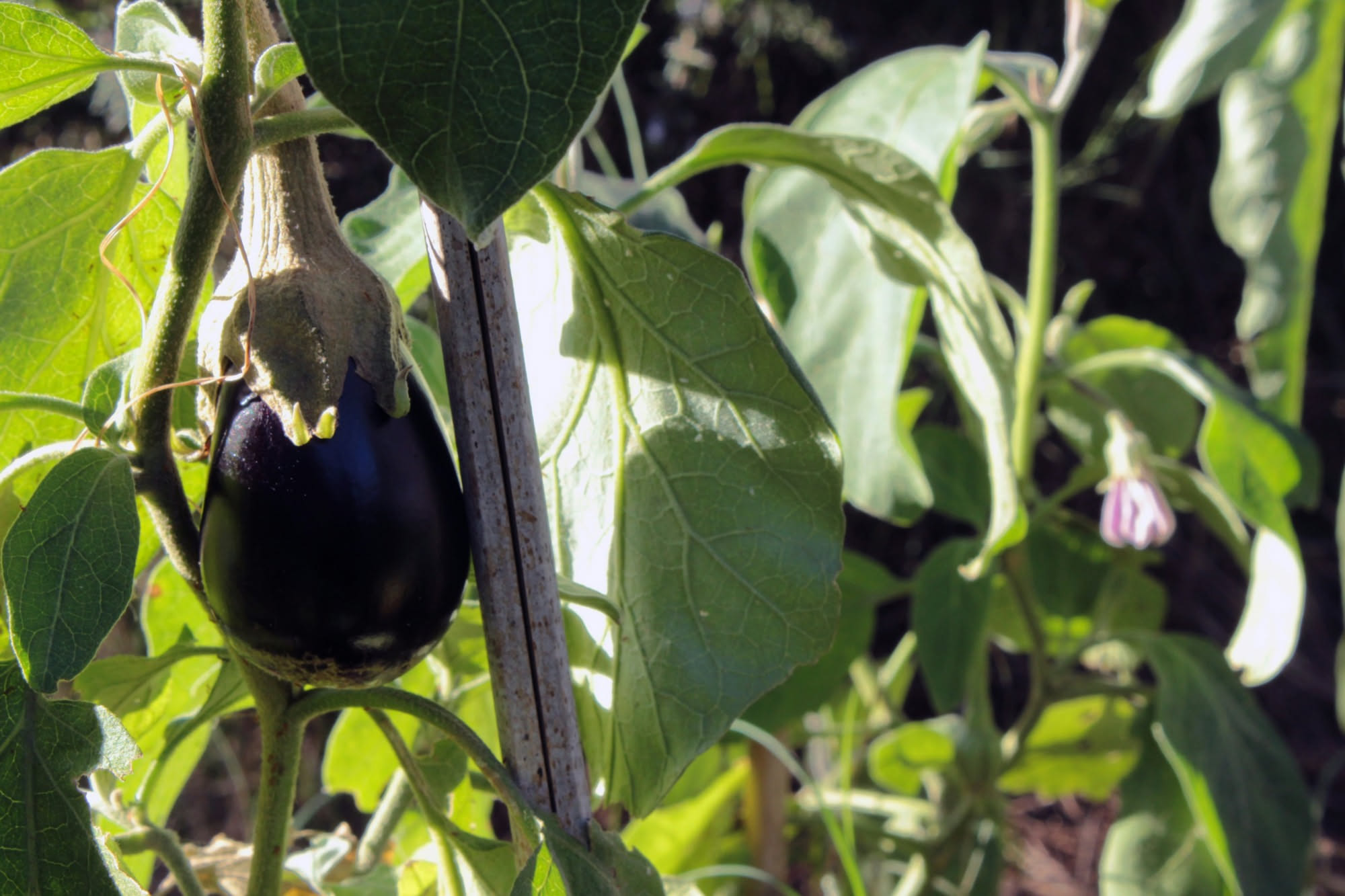 Come coltivare le melanzane in vaso e in orto: la guida pratica
