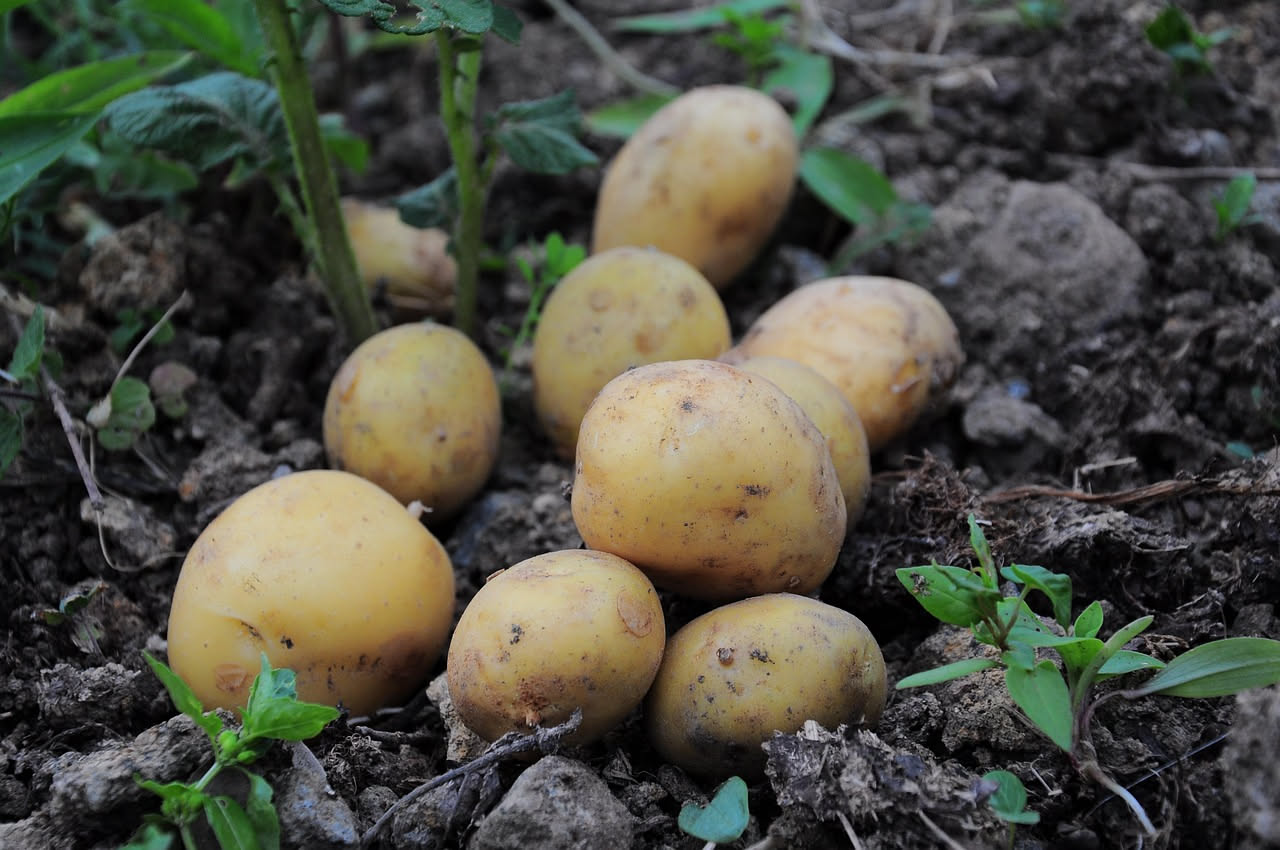 Come coltivare le patate: semina, rincalzo e raccolta