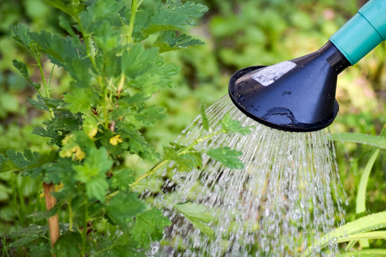 Come dosare l'acqua alle piante: né troppa né troppo poca