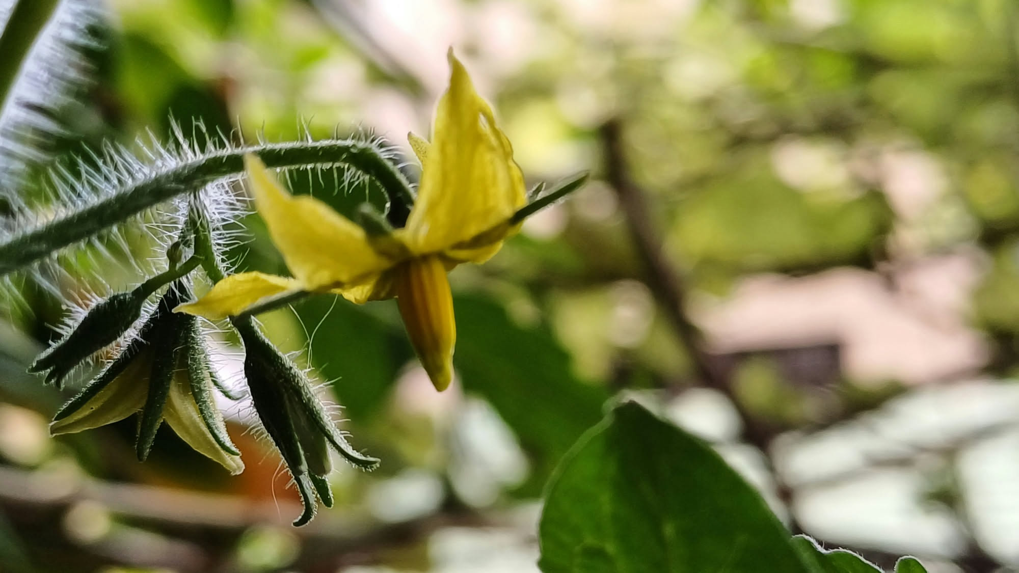 Come e quando fare femminelle e cimatura del pomodoro