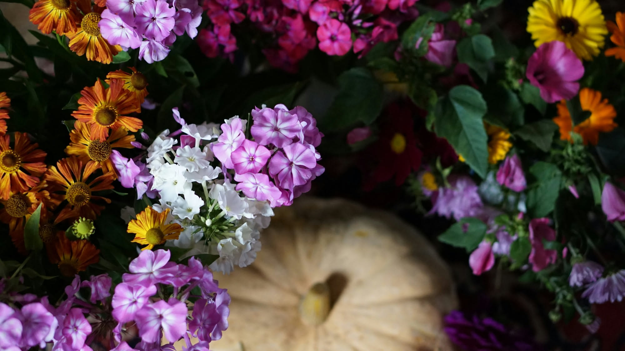 Cosa piantare a ottobre: fiori e ortaggi da mettere adesso