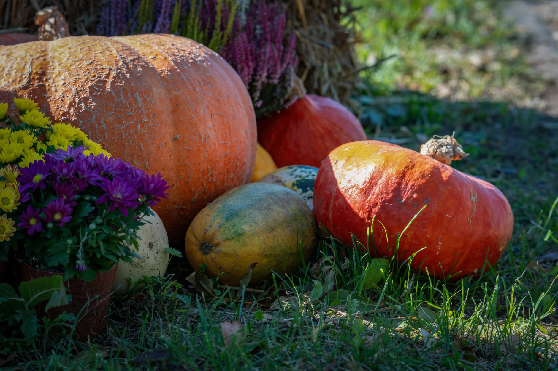 Cosa seminare a ottobre nell orto