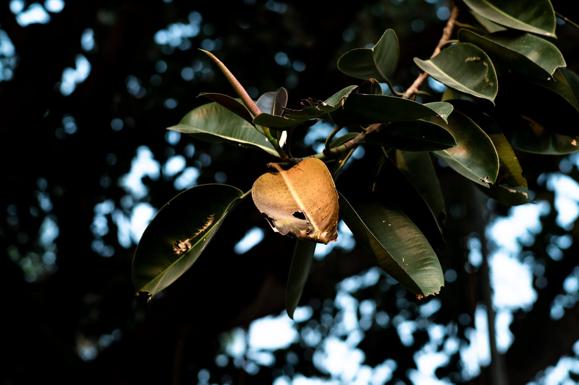 Ficus benjamin perde le foglie: le 5 cause piu comuni