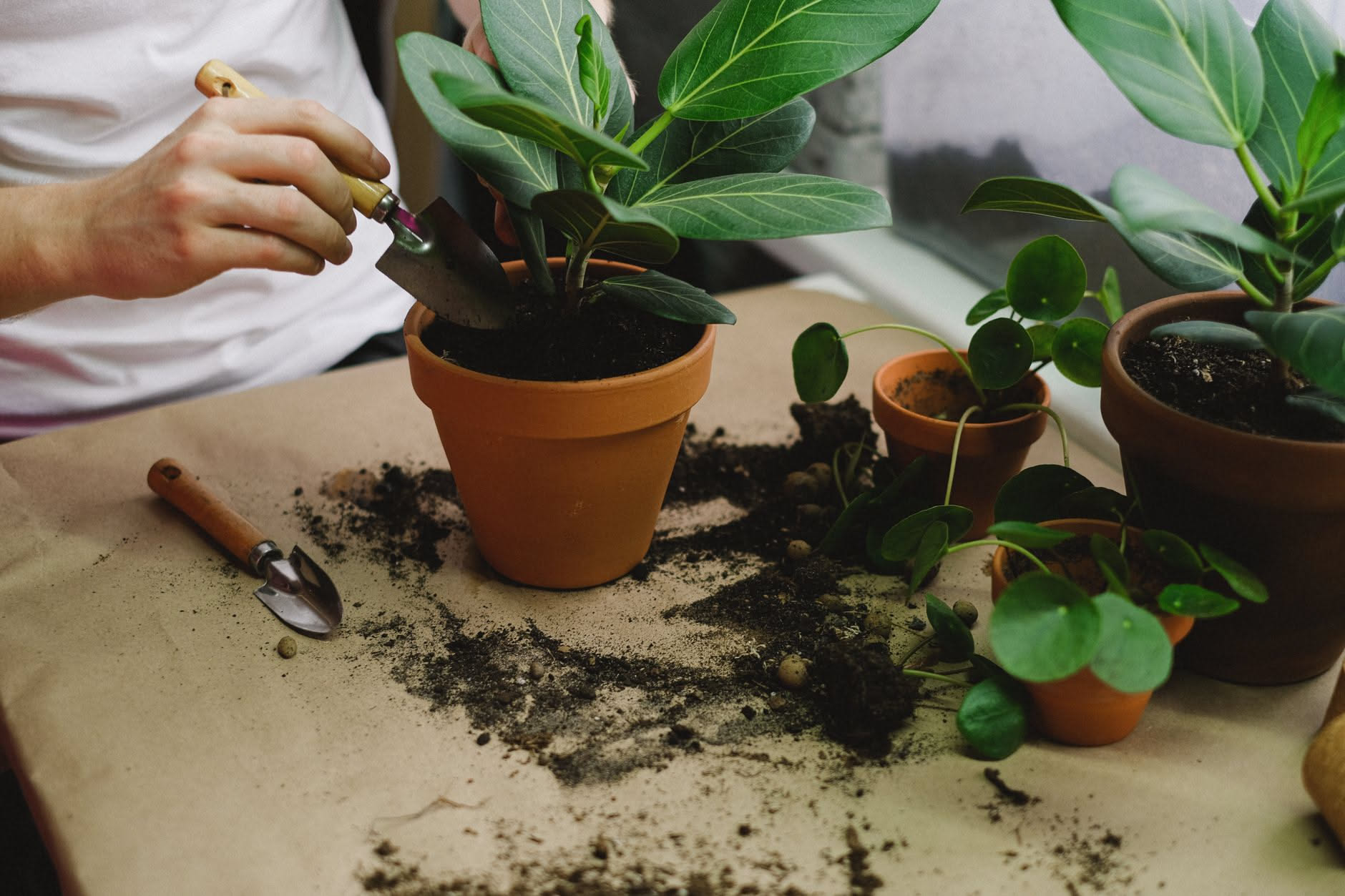 Ficus con foglie lucide in vaso di terracotta circondato da terriccio scuro, forbici da giardinaggio e un nuovo vaso più grande sullo sfondo