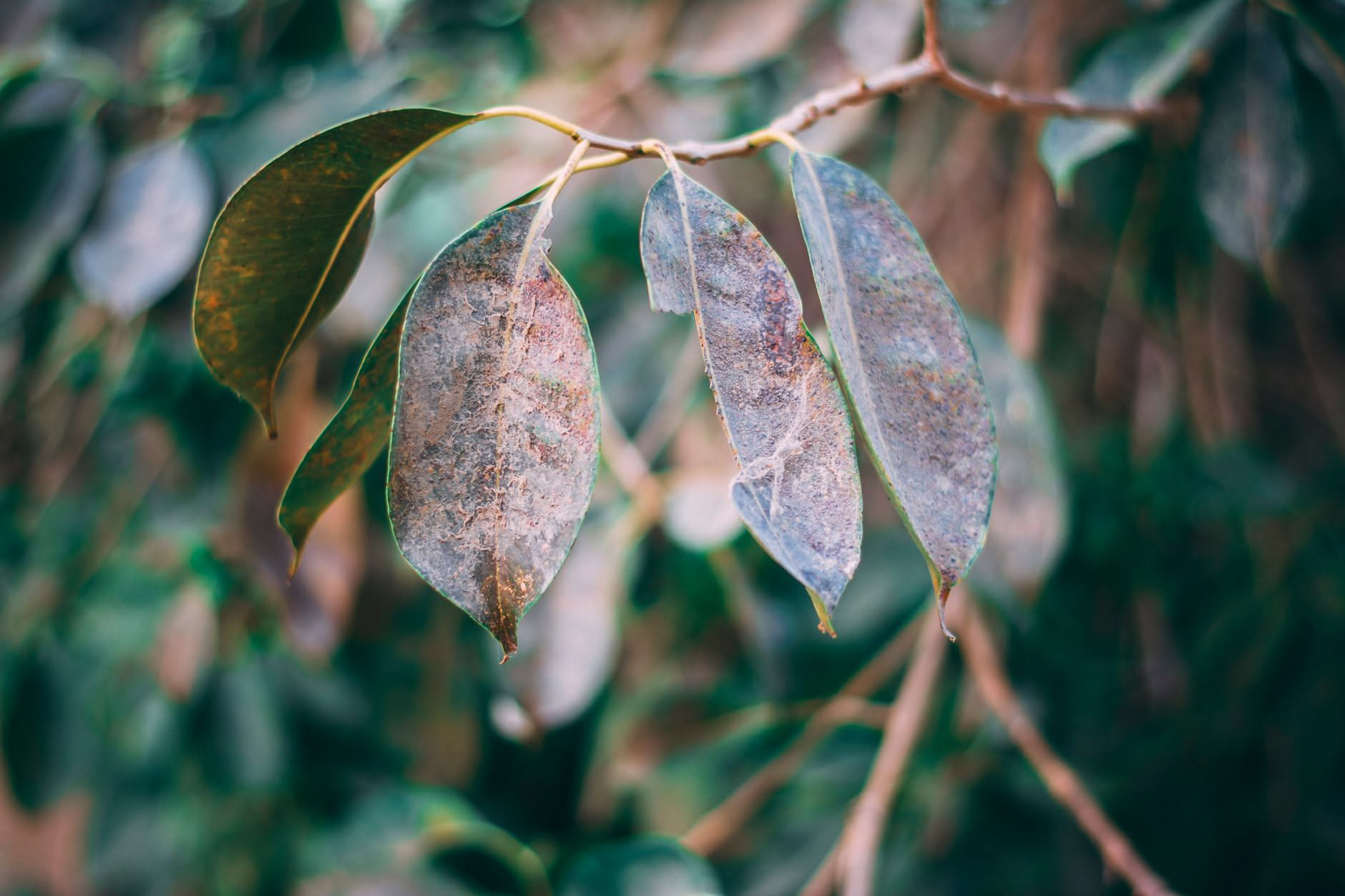 Ficus vicino al termosifone: l errore che gli fa cadere le foglie