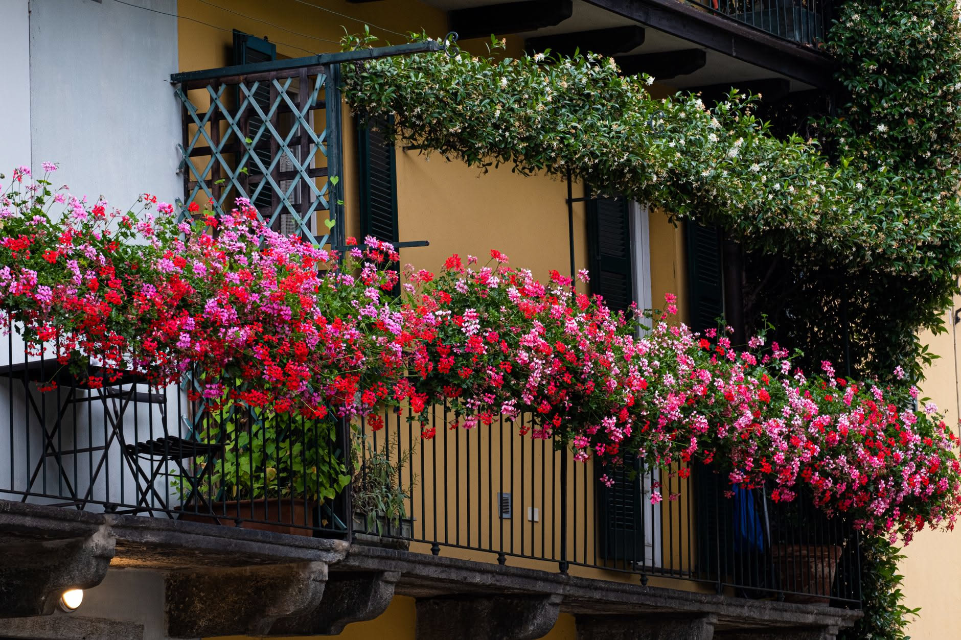 Fino a che temperatura resistono le piante da balcone