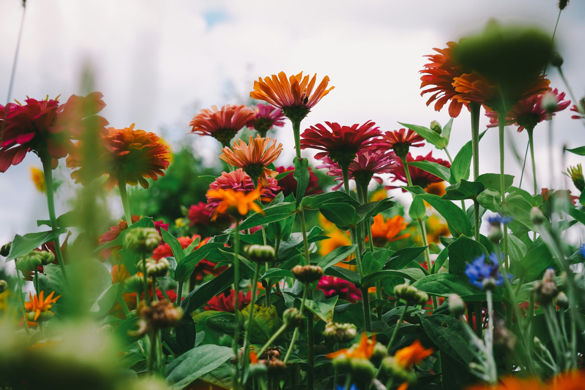 Gerbera in vaso: cosa serve per farla rifiorire