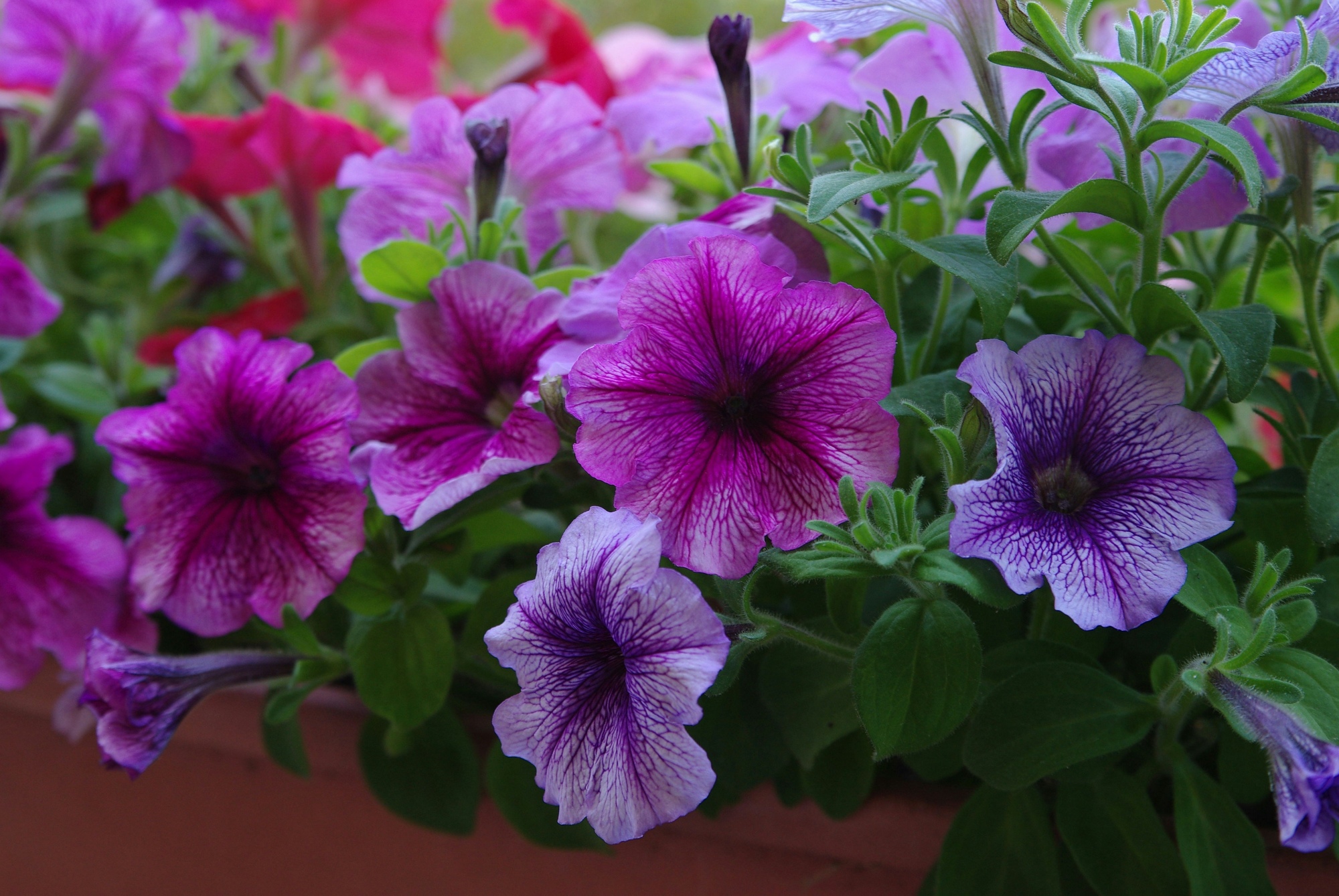 Cascata di petunie viola e rosa in piena fioritura su una fioriera da balcone