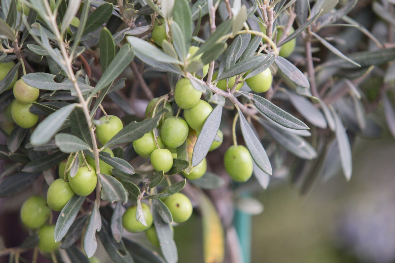 Chioma di olivo con rami carichi di olive verdi sotto il sole estivo