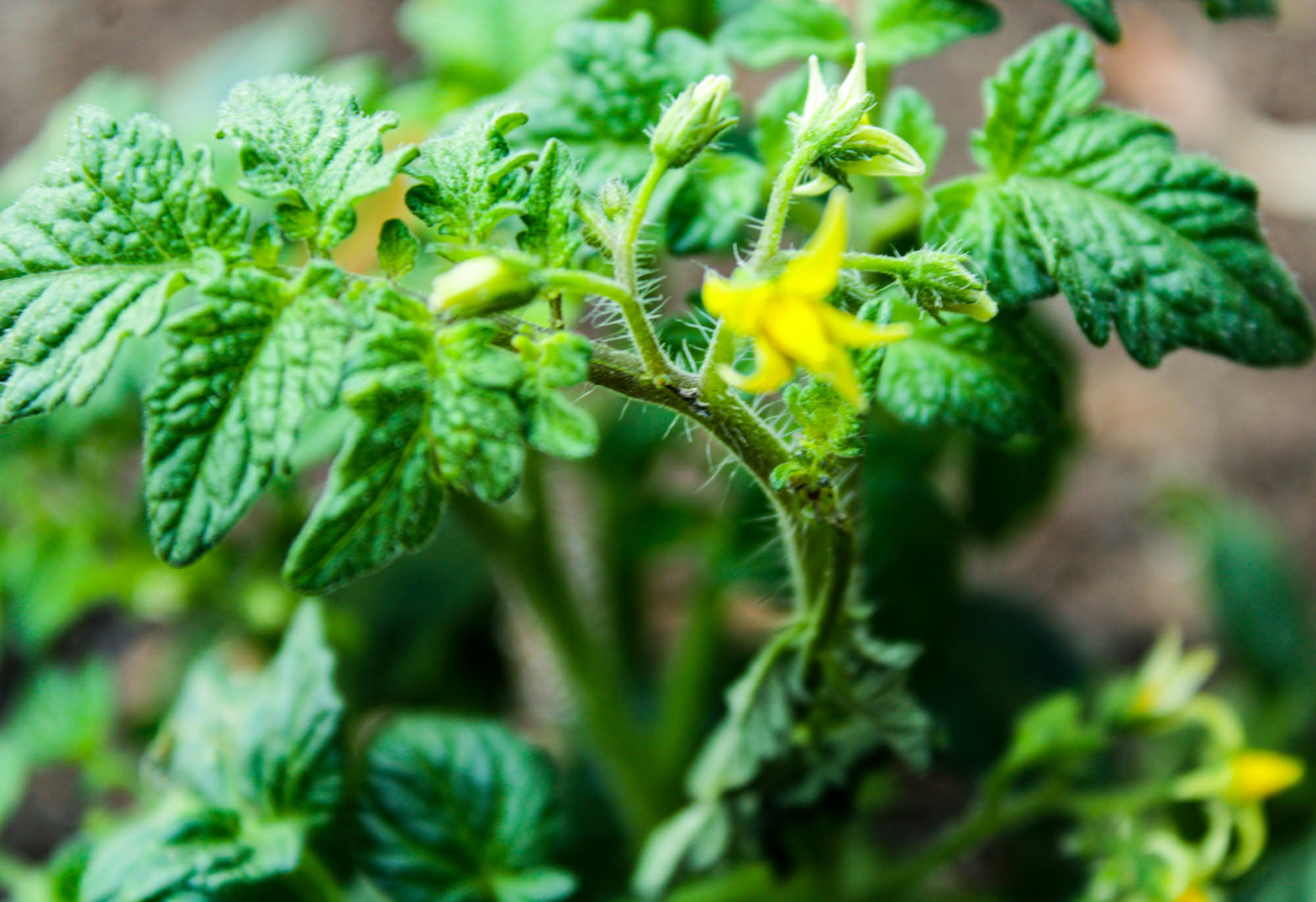 Perché le foglie dei pomodori si arricciano a fine agosto: caldo, virus o potatura sbagliata