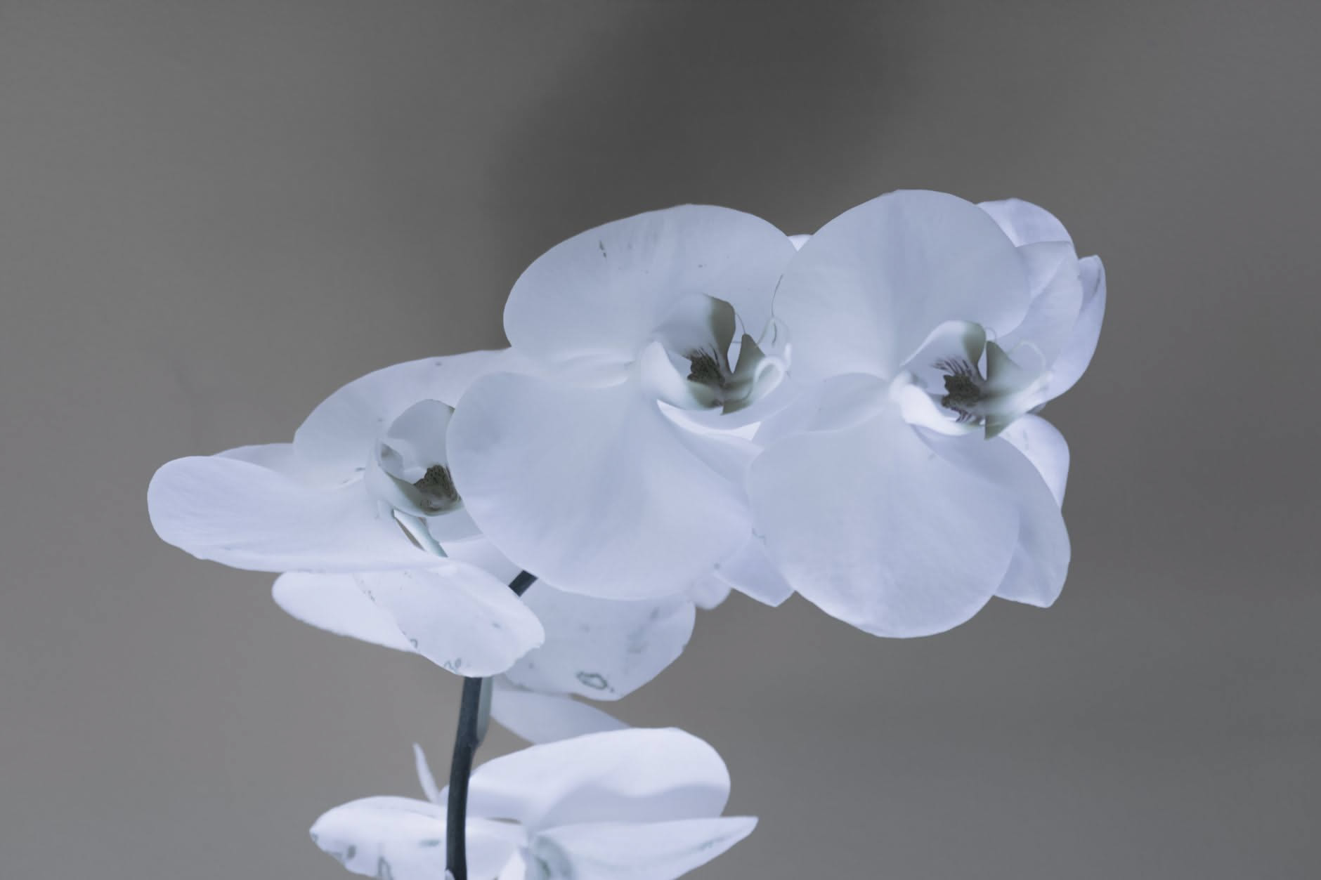 Perché le foglie delle orchidee diventano molli in questi giorni e cosa non fare