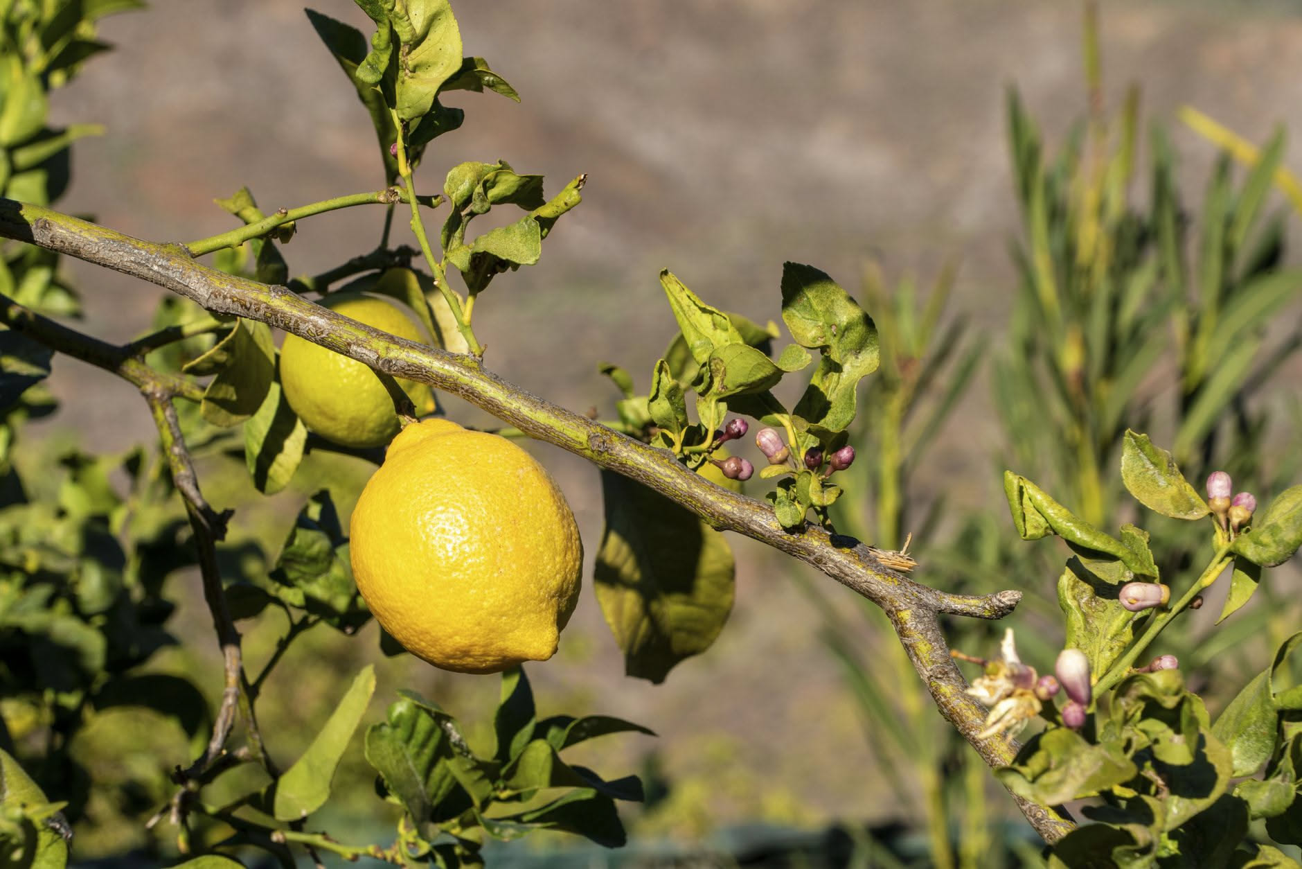 Perché il limone perde le foglie proprio adesso: le tre cause di fine estate