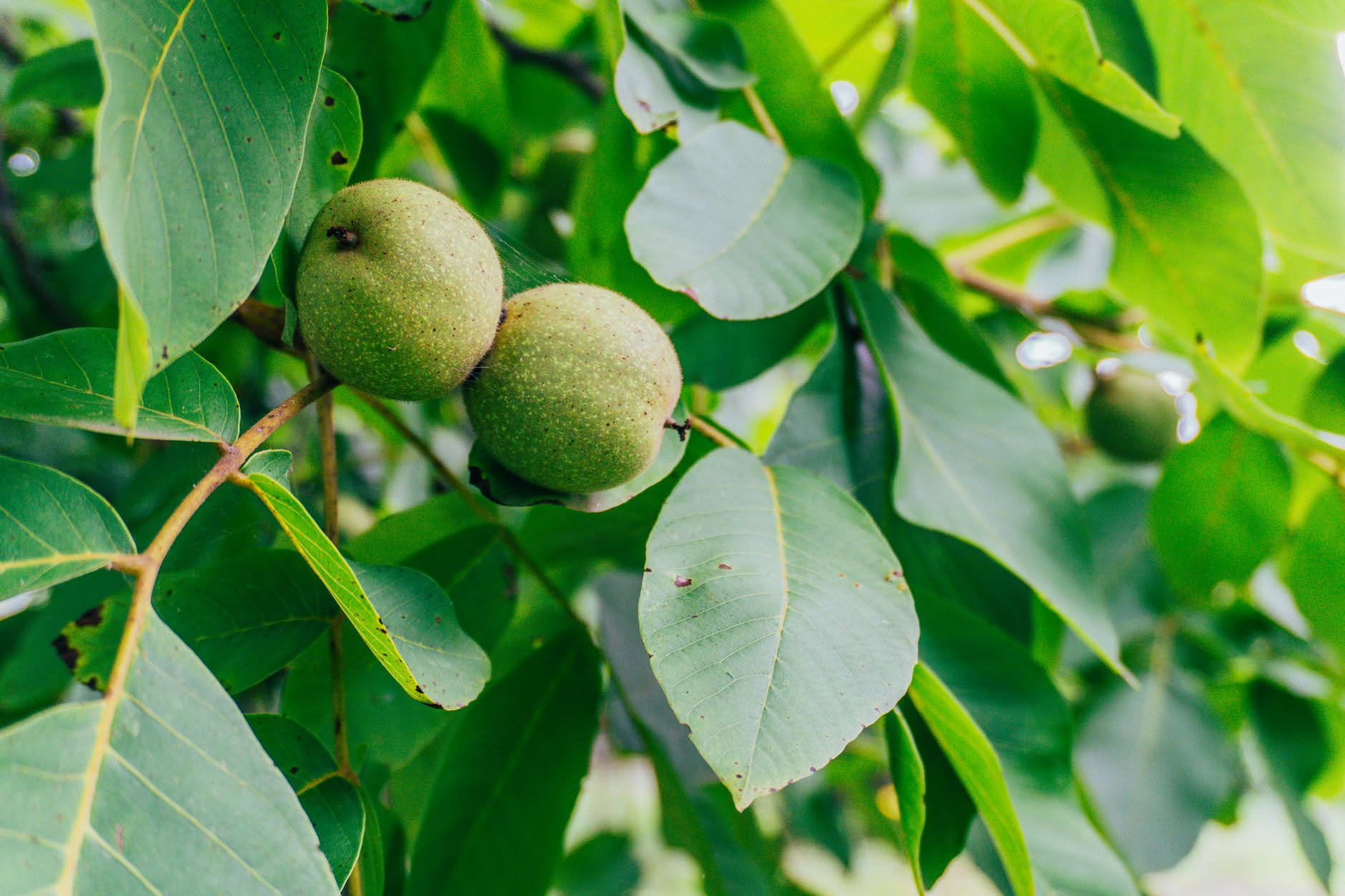 Quando raccogliere le noci per il nocino e perché settembre è già fuori tempo