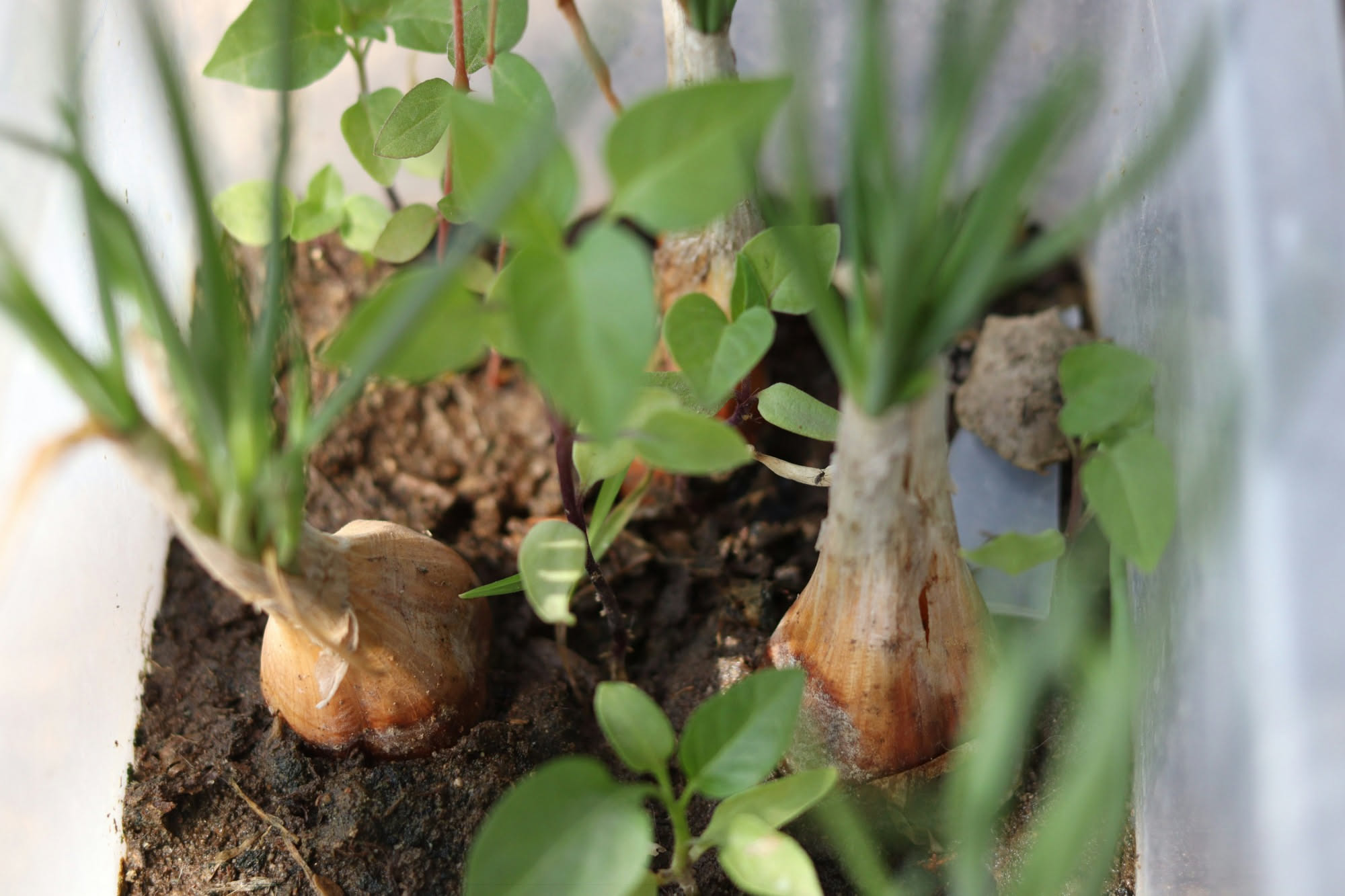 Aglio e cipolla si piantano in autunno o in primavera? La differenza sta nel freddo che il bulbo deve prendere