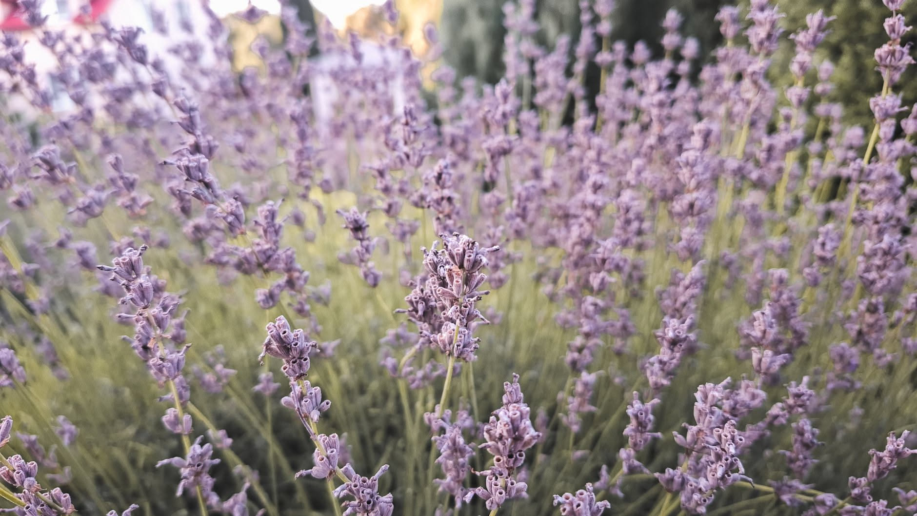 La lavanda muore più per l'acqua che per il caldo: cosa controllare adesso
