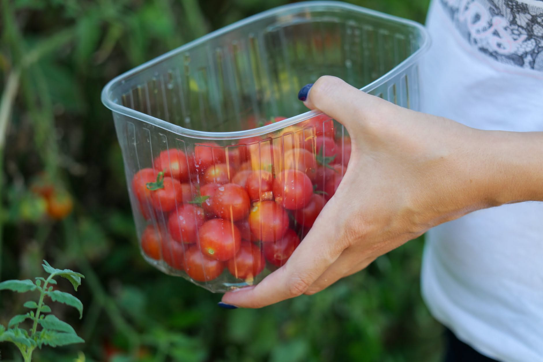 Ciliegino, datterino e pomodorino di Pachino non sono la stessa cosa e i numeri lo dimostrano