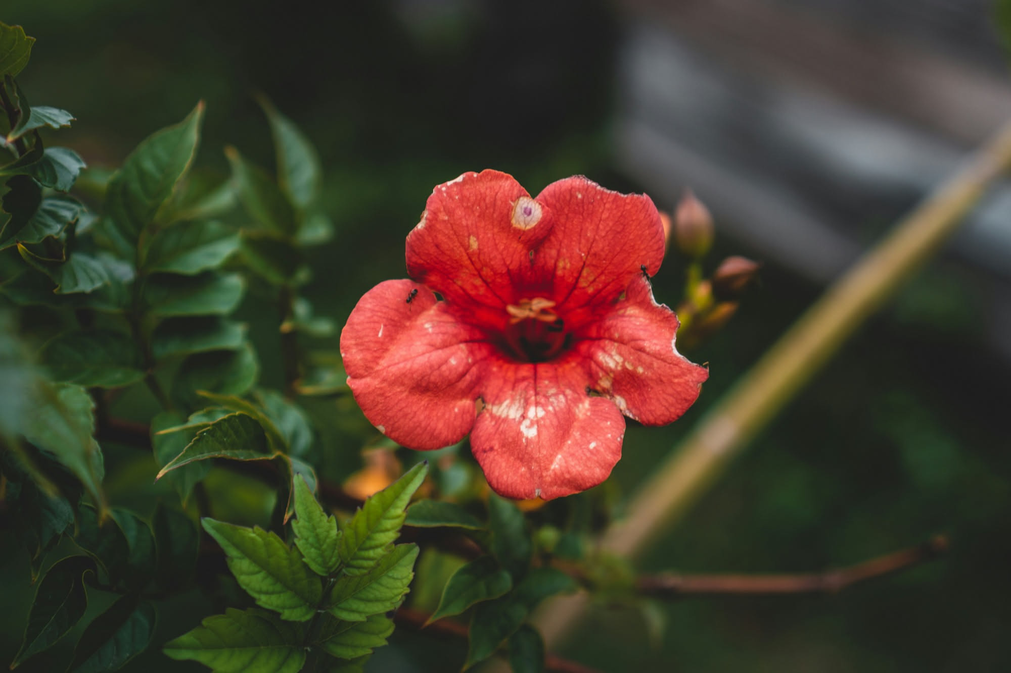 Anthurium con spata rossa lucida e foglie verdi in un vaso da interno