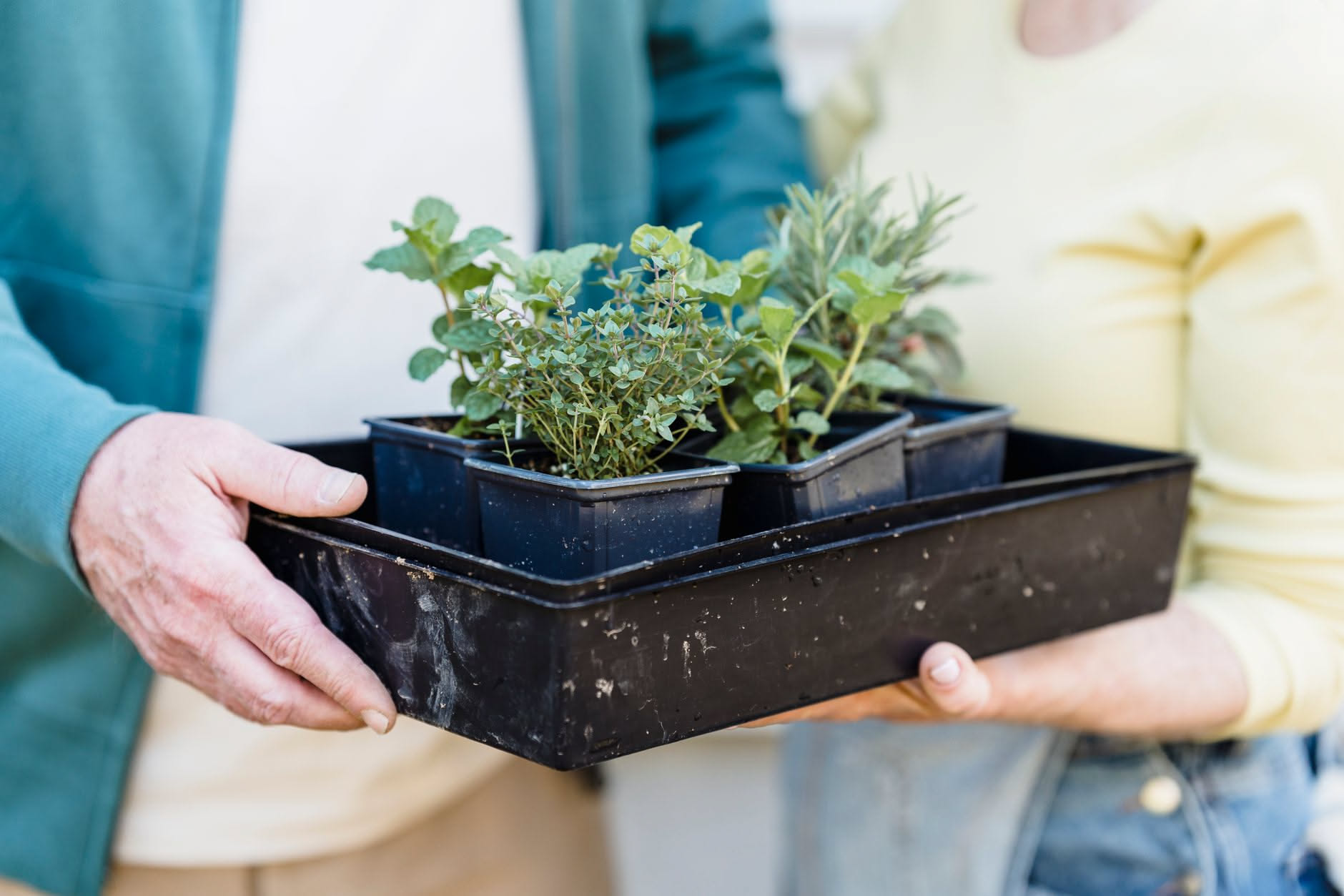 Piante ricevute in regalo: cosa fare nei primi giorni quando non sai cos'e