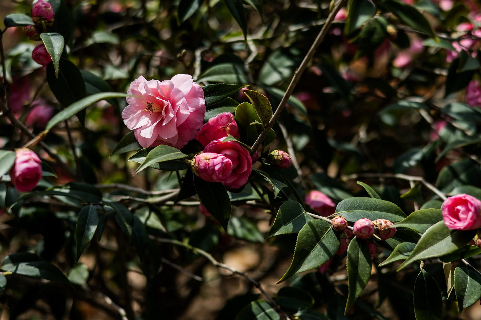 Camelia in vaso con boccioli chiusi e foglie verdi lucide