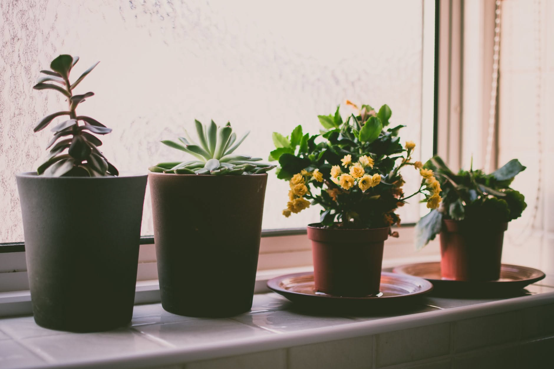 Kalanchoe: come curarla in casa e sul balcone