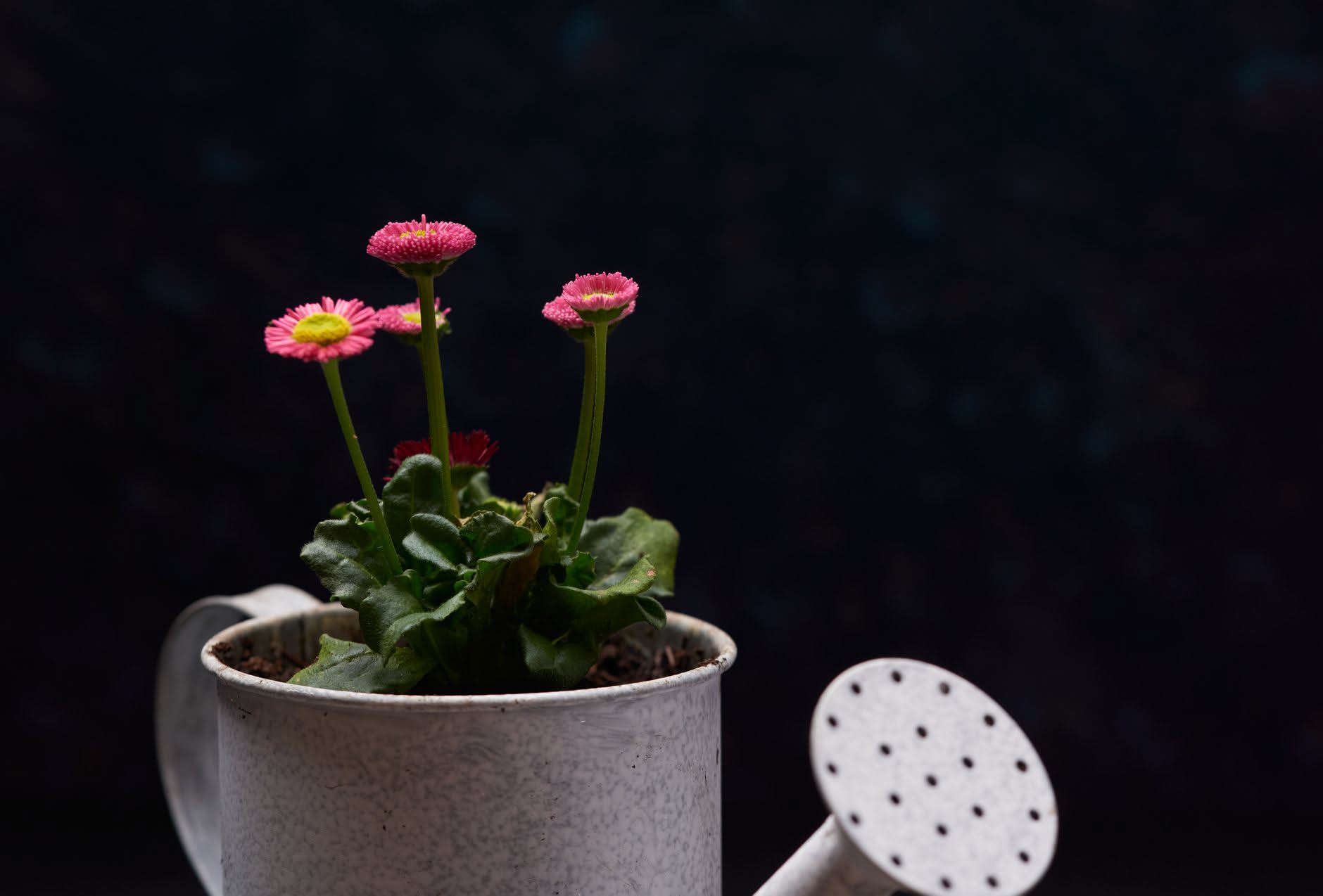 Kalanchoe: quante ore di buio le servono per tornare a fiorire