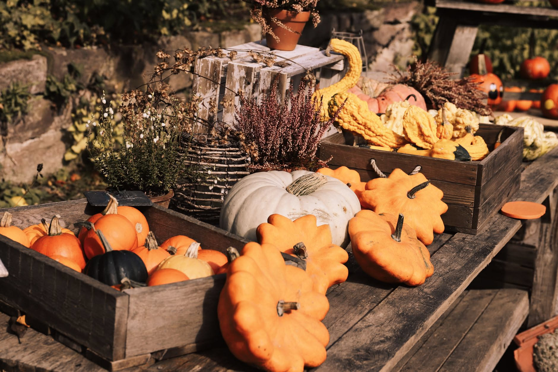 Orto in balcone in autunno: cosa coltivare in cassetta