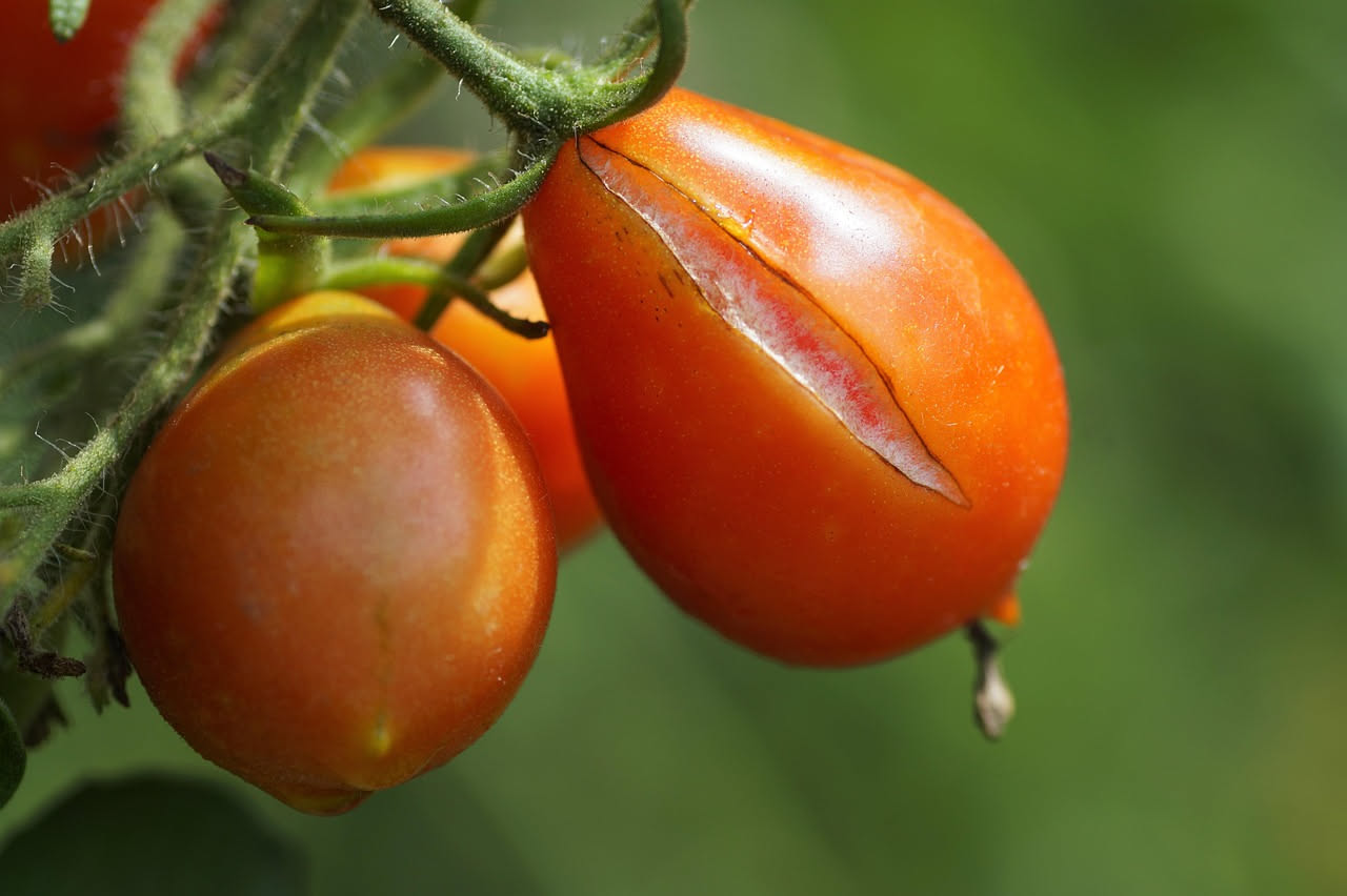 Perché i pomodori si spaccano d'estate: come evitarlo