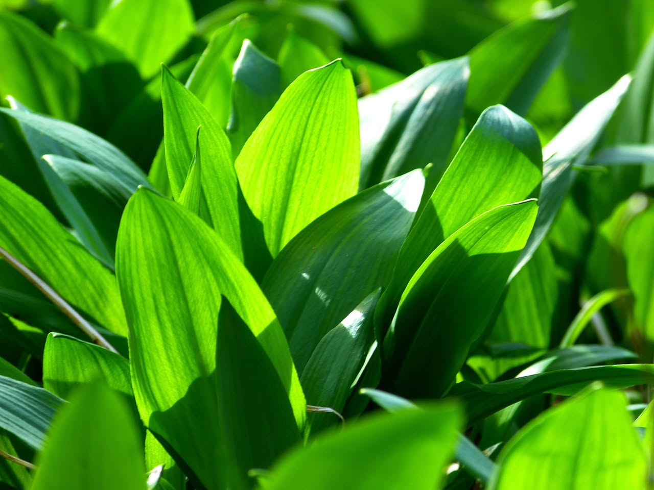 Foglie di verde intenso illuminate dalla luce del sole, con venature ben visibili e gocce di rugiada, su sfondo sfocato di altri rami verdi
