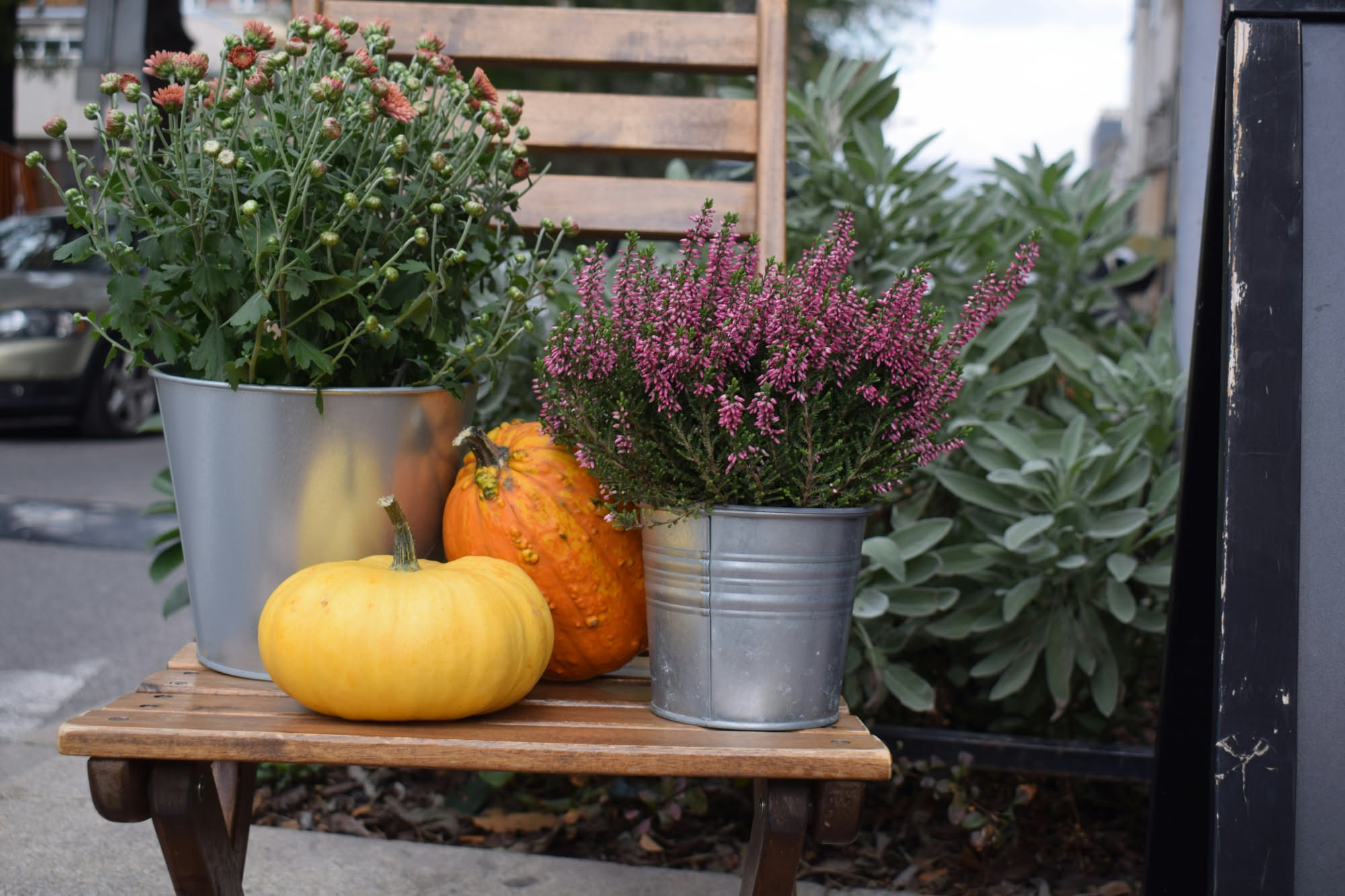 Piante autunnali da balcone: quali reggono vaso e vento