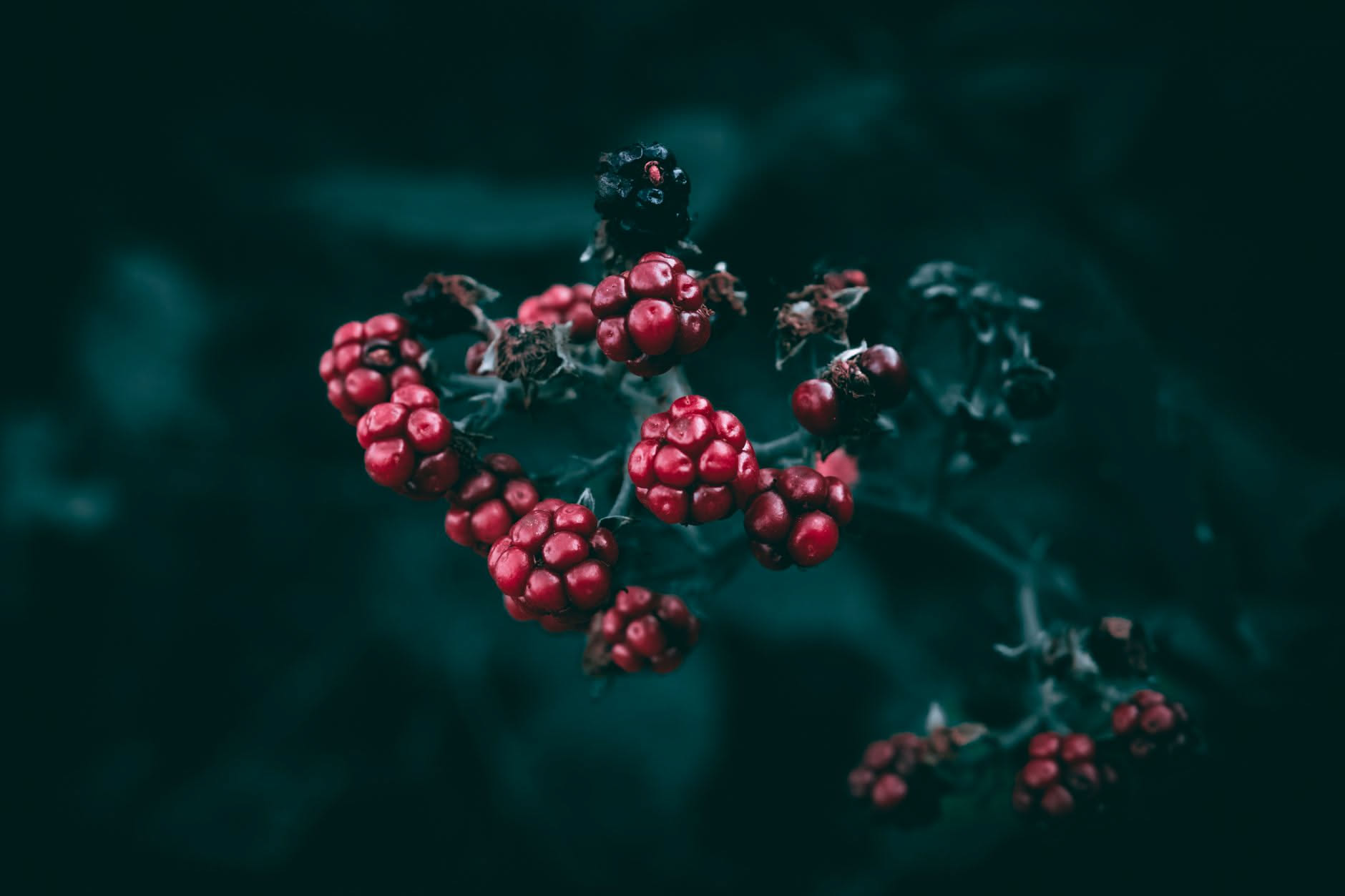 Piante con bacche rosse: colore in giardino fino all inverno