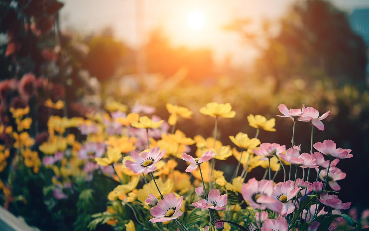 Piante da pieno sole: quali sono e dove metterle