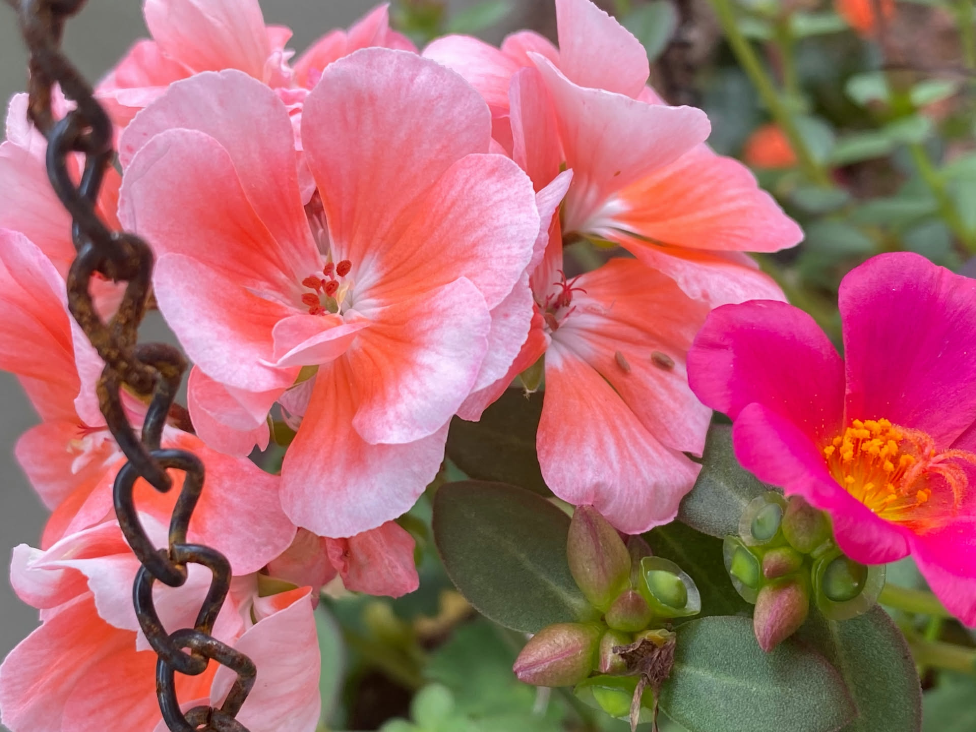 Portulaca in vaso sul balcone: come coltivarla in estate