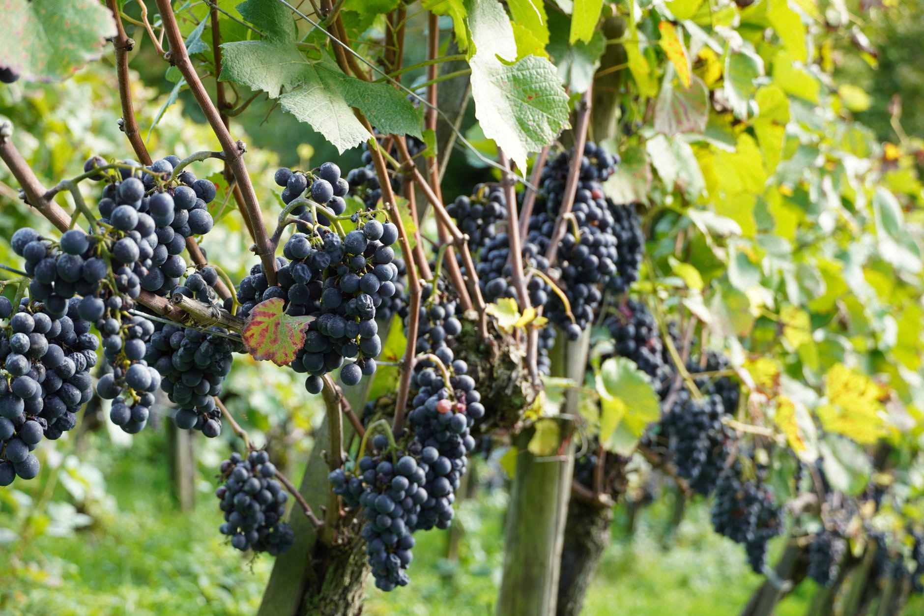 Grappoli d'uva rossa e bianca appesi alla vite con foglie verdi, acini pieni e lucenti sotto la luce del sole, pronti per la raccolta