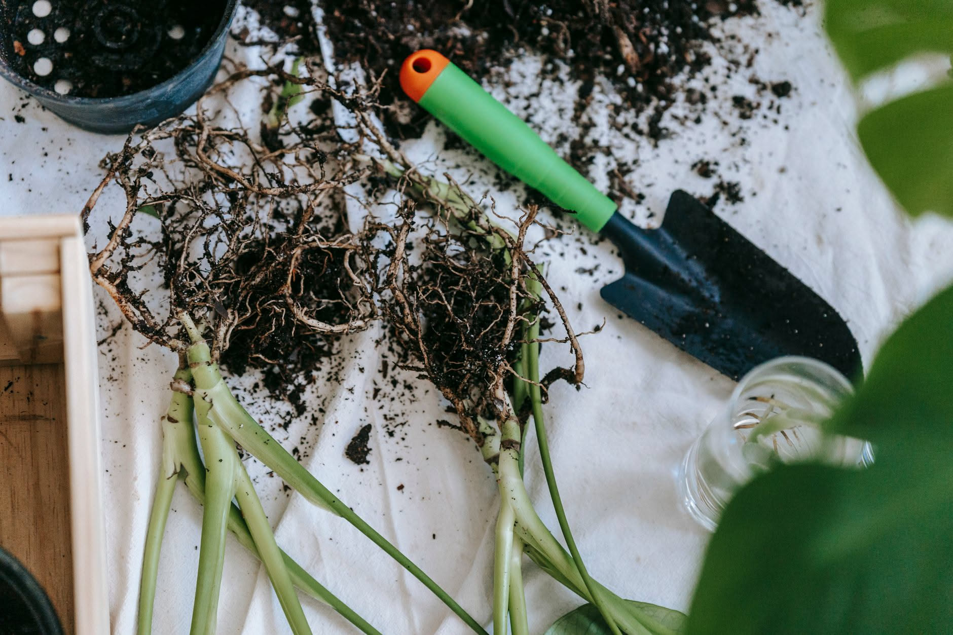 Zamioculcas con foglie lucide verde scuro, rametti composti con foglioline ovali disposte simmetricamente, vaso di terracotta con terriccio umido e una foglia singola isolata su superficie bianca