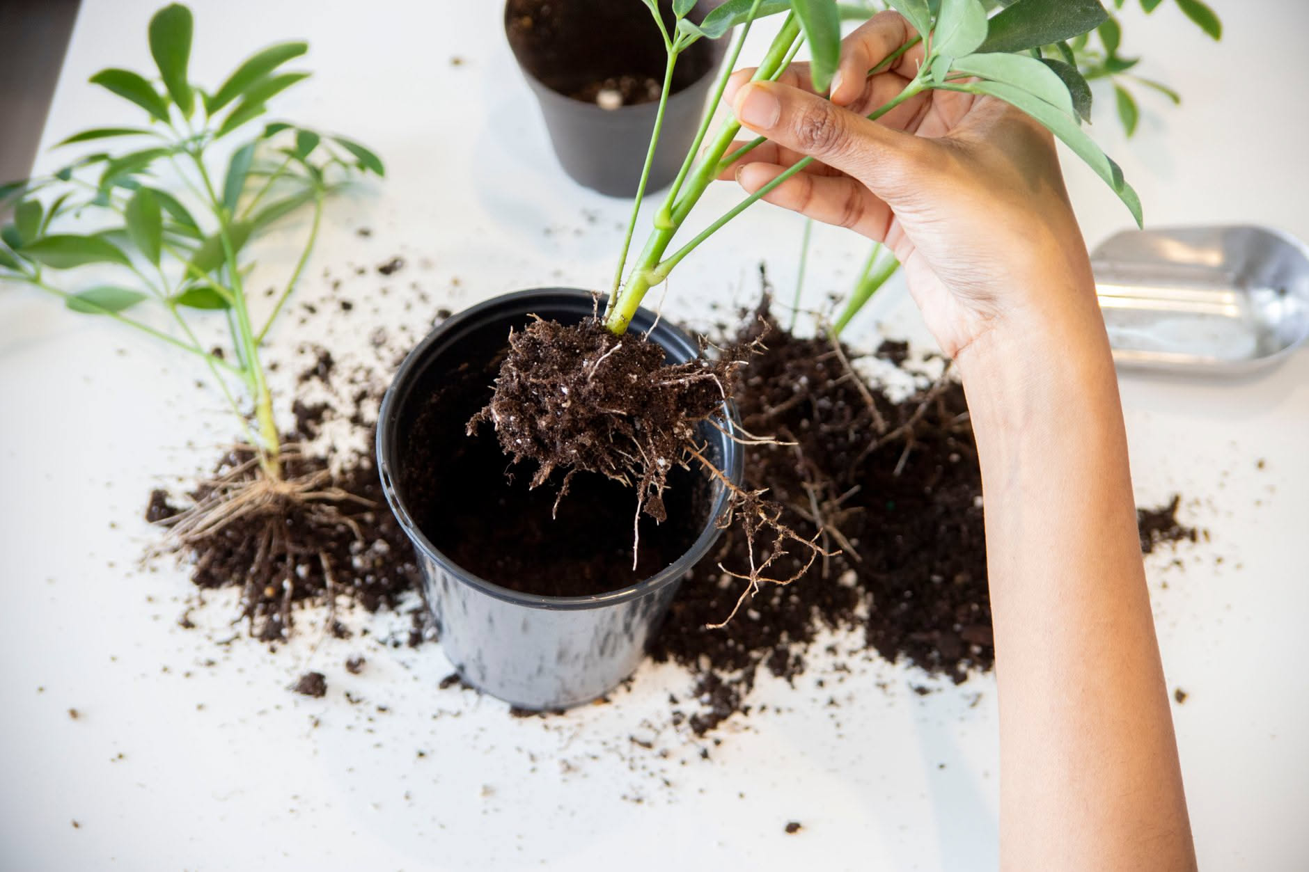 Zamioculcas: ogni quanto annaffiarla in autunno e inverno
