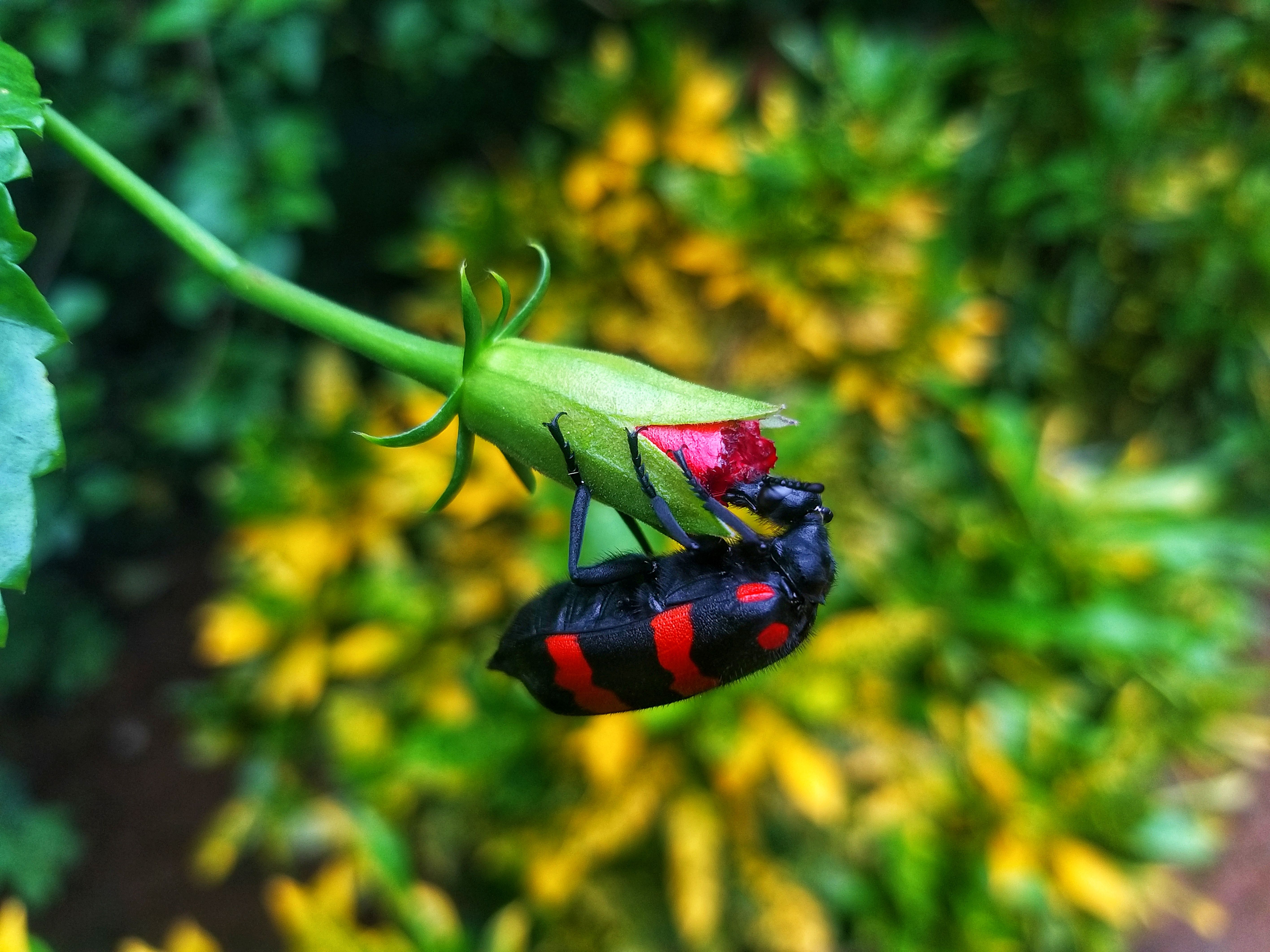 Afidi su un fusto di pianta in terrazzo in autunno