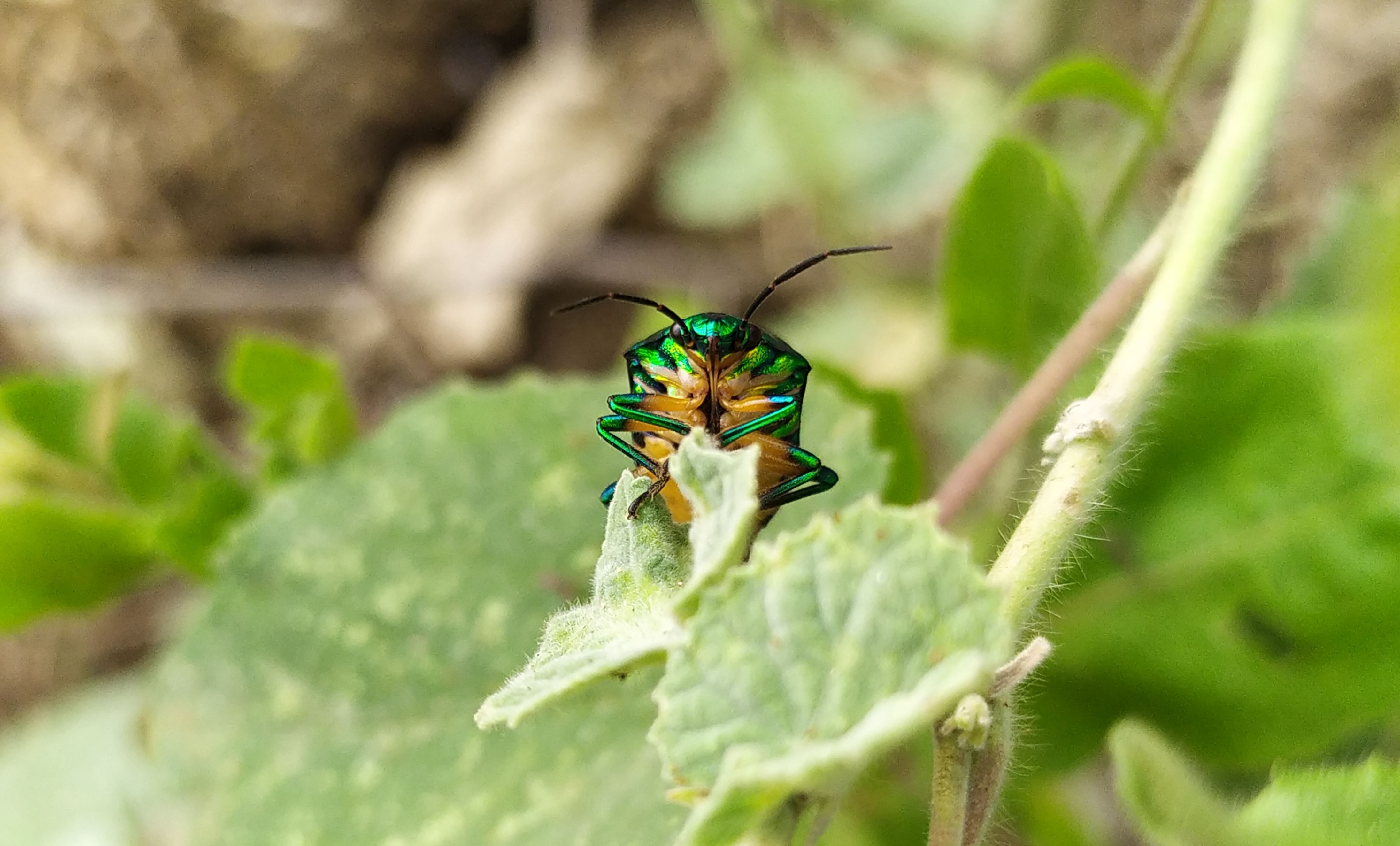 Cimice a scudo verde su una foglia