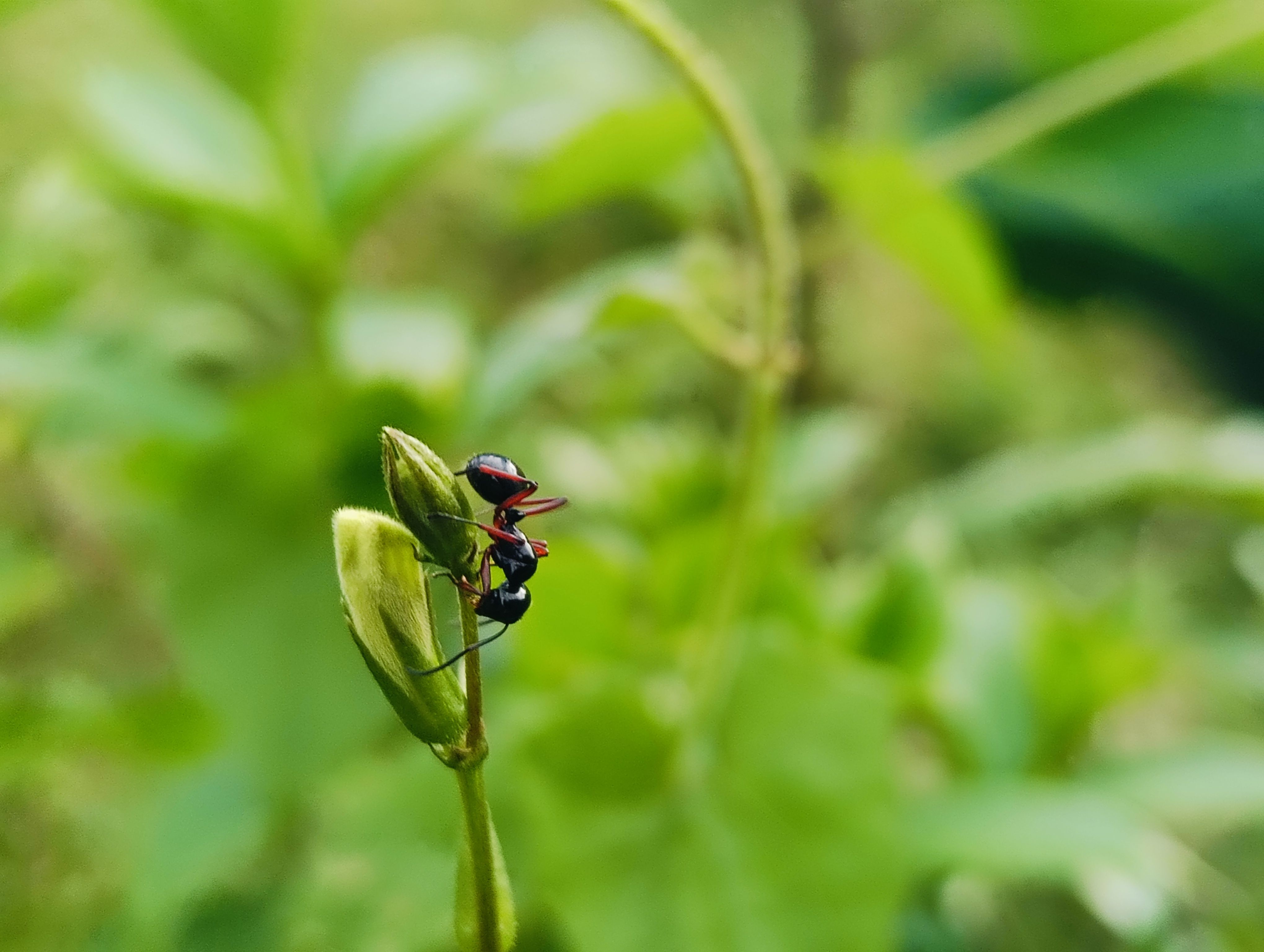 Cimice fitofaga con zampe posteriori allargate su una pianta