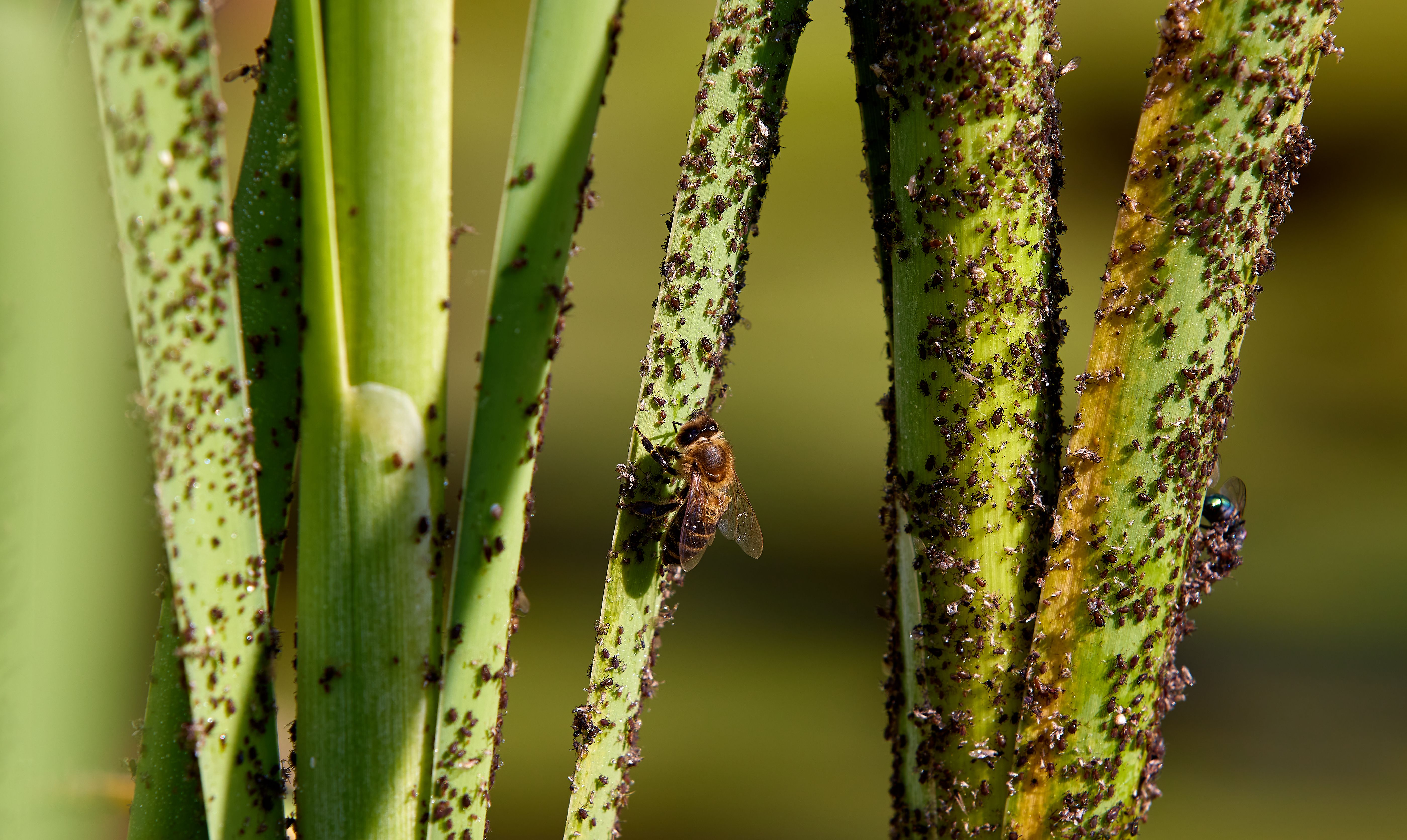 Piccoli coleotteri su foglie bucate e rosicchiate
