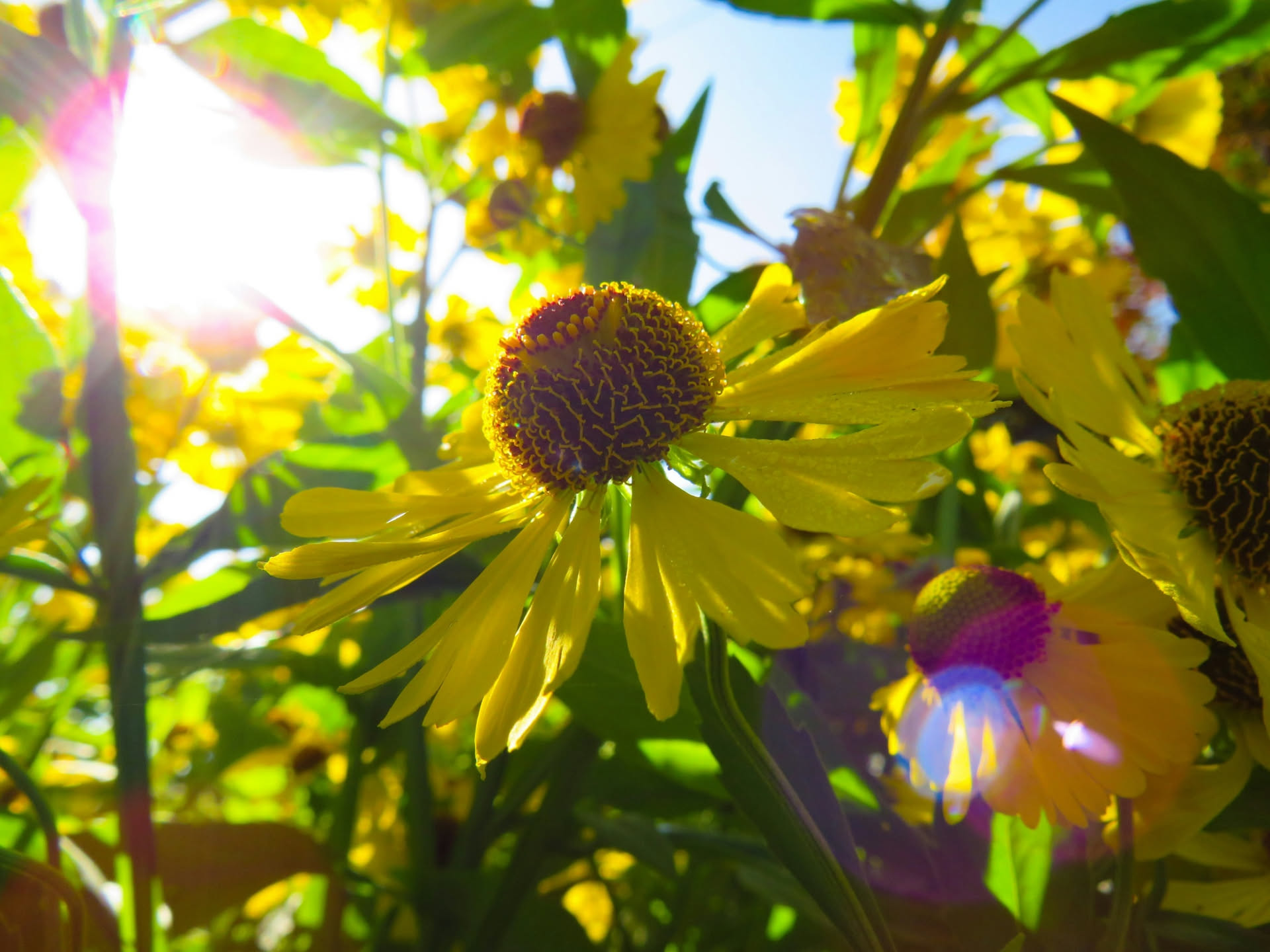 Quali piante possono stare sempre al sole: da sole e con l'acqua