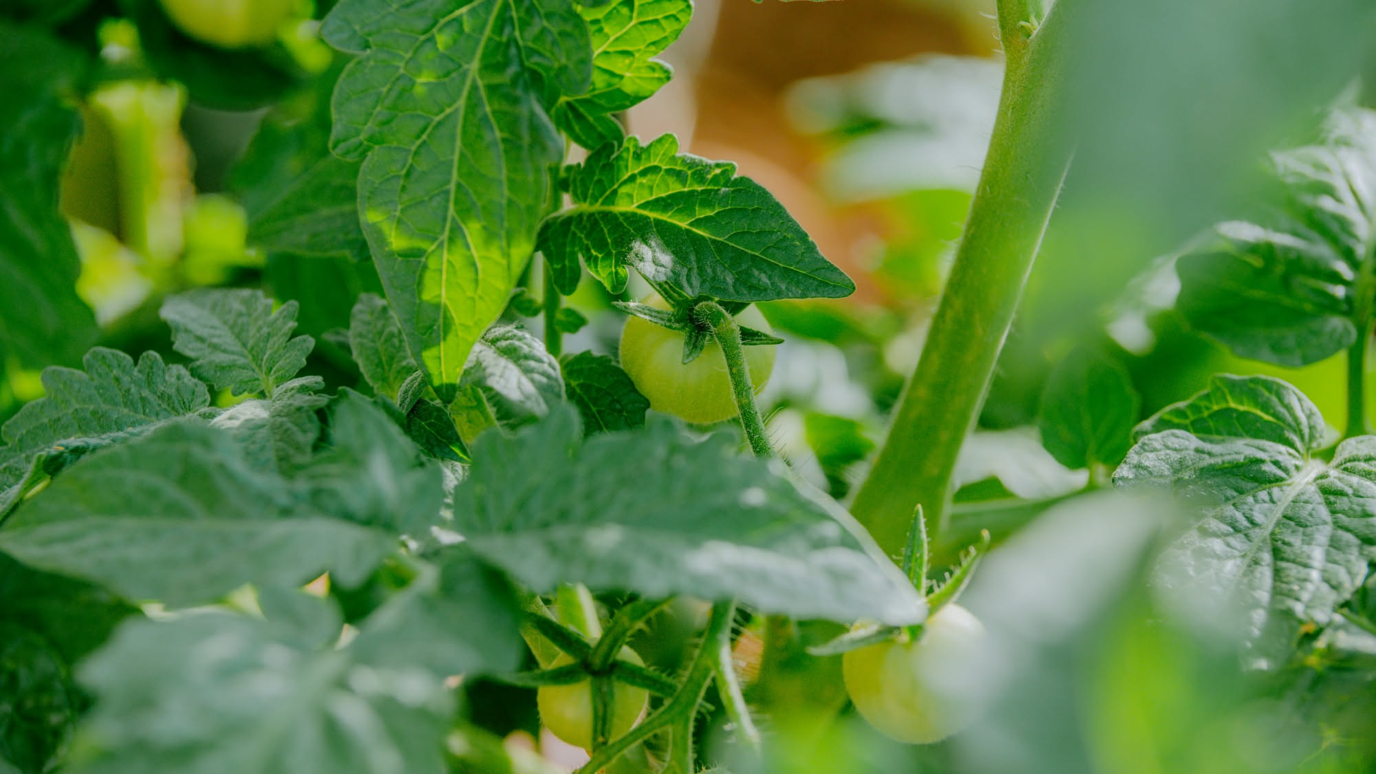 Piante che emettono suoni: i click ultrasonici del pomodoro con la sete