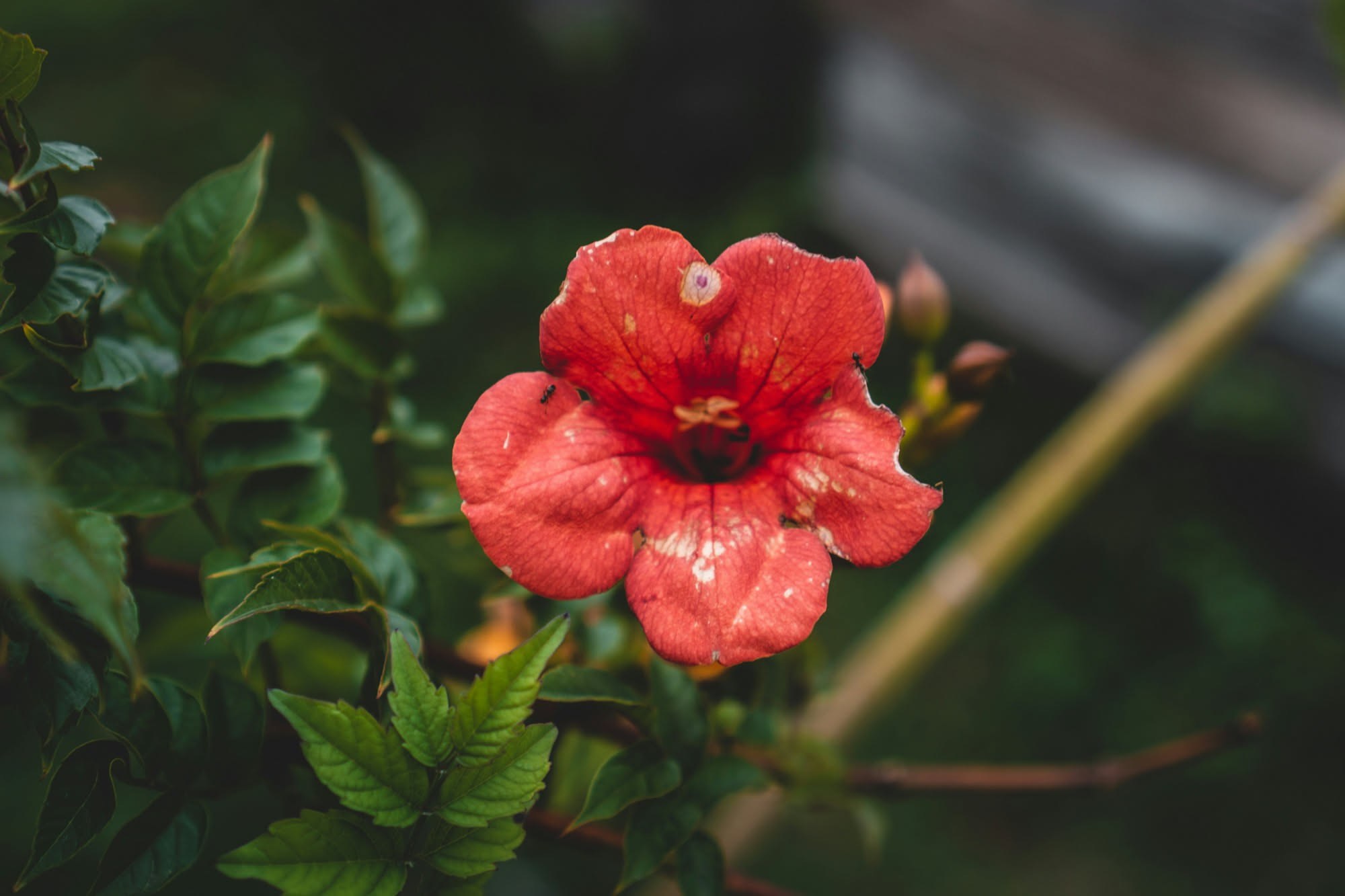 Bougainvillea: origine, specie, crescita, coltivazione e ciclo della fioritura