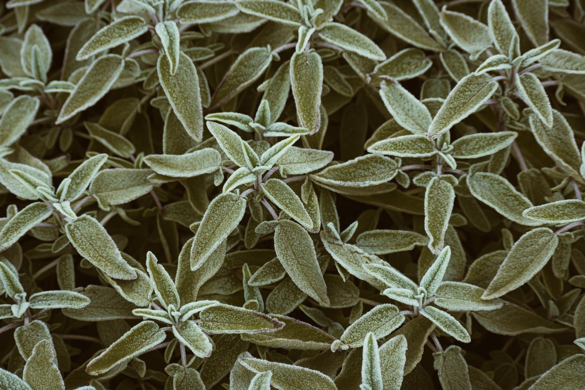 Lavanda: origine, specie, coltivazione, fioritura e ciclo annuale