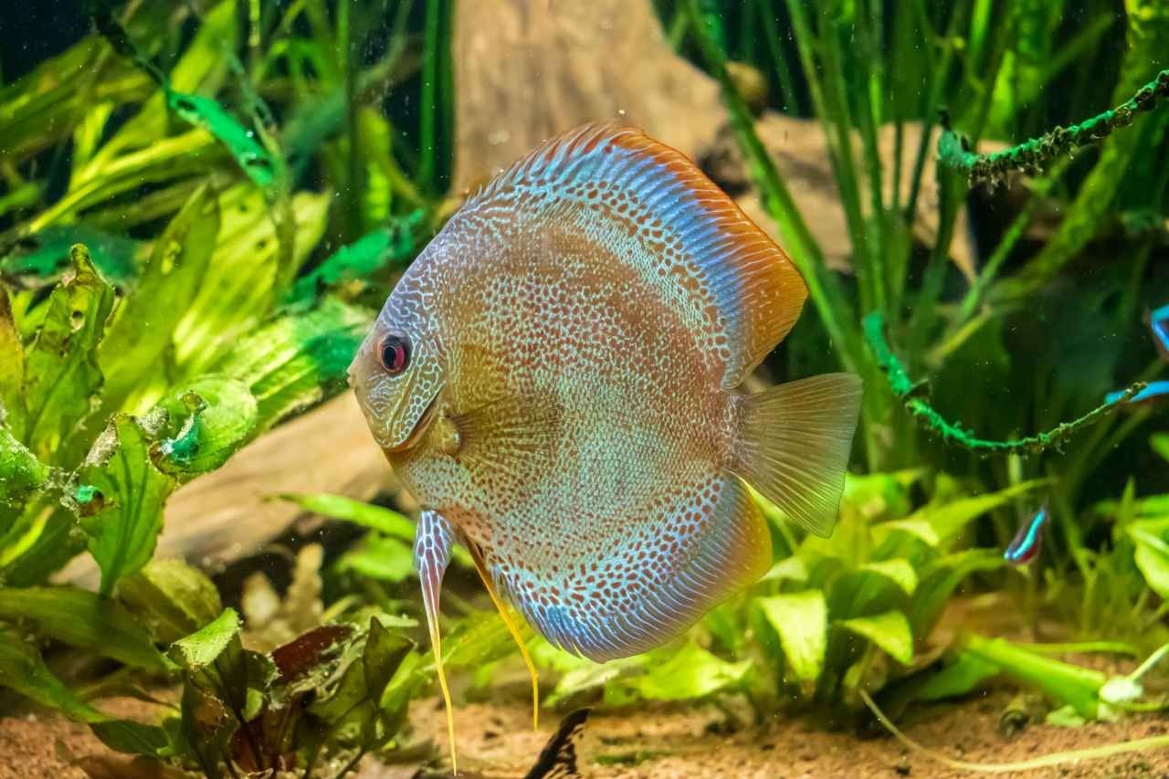 Concime per piante acquario: quale usare e come evitare gli errori più comuni