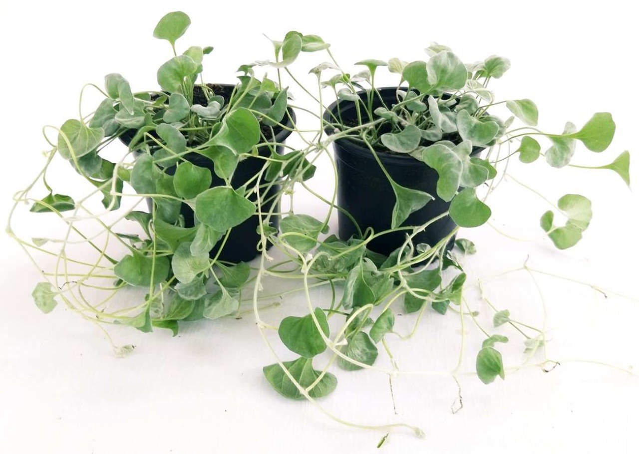 Sul balcone la Dichondra diventa una cascata: ecco come coltivare questa pianta in vaso