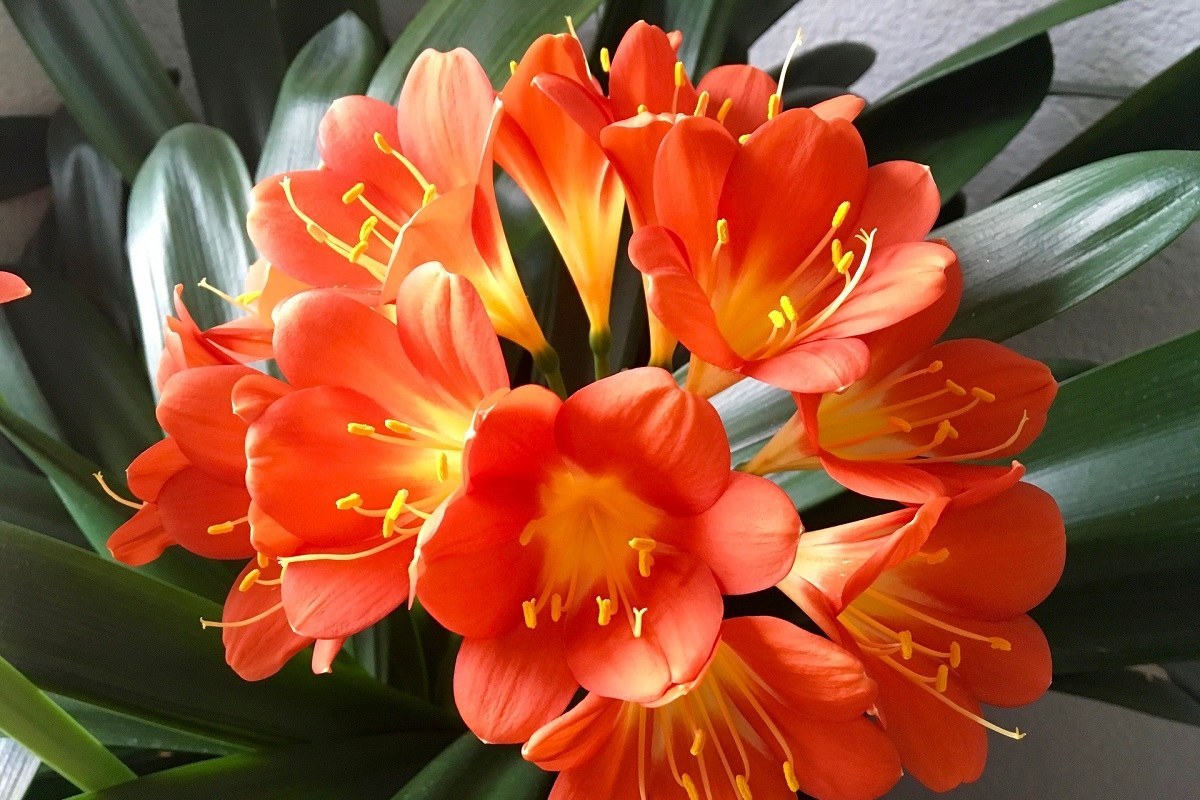 Clivia: la pianta da balcone che in vaso fiorisce anche con poca luce