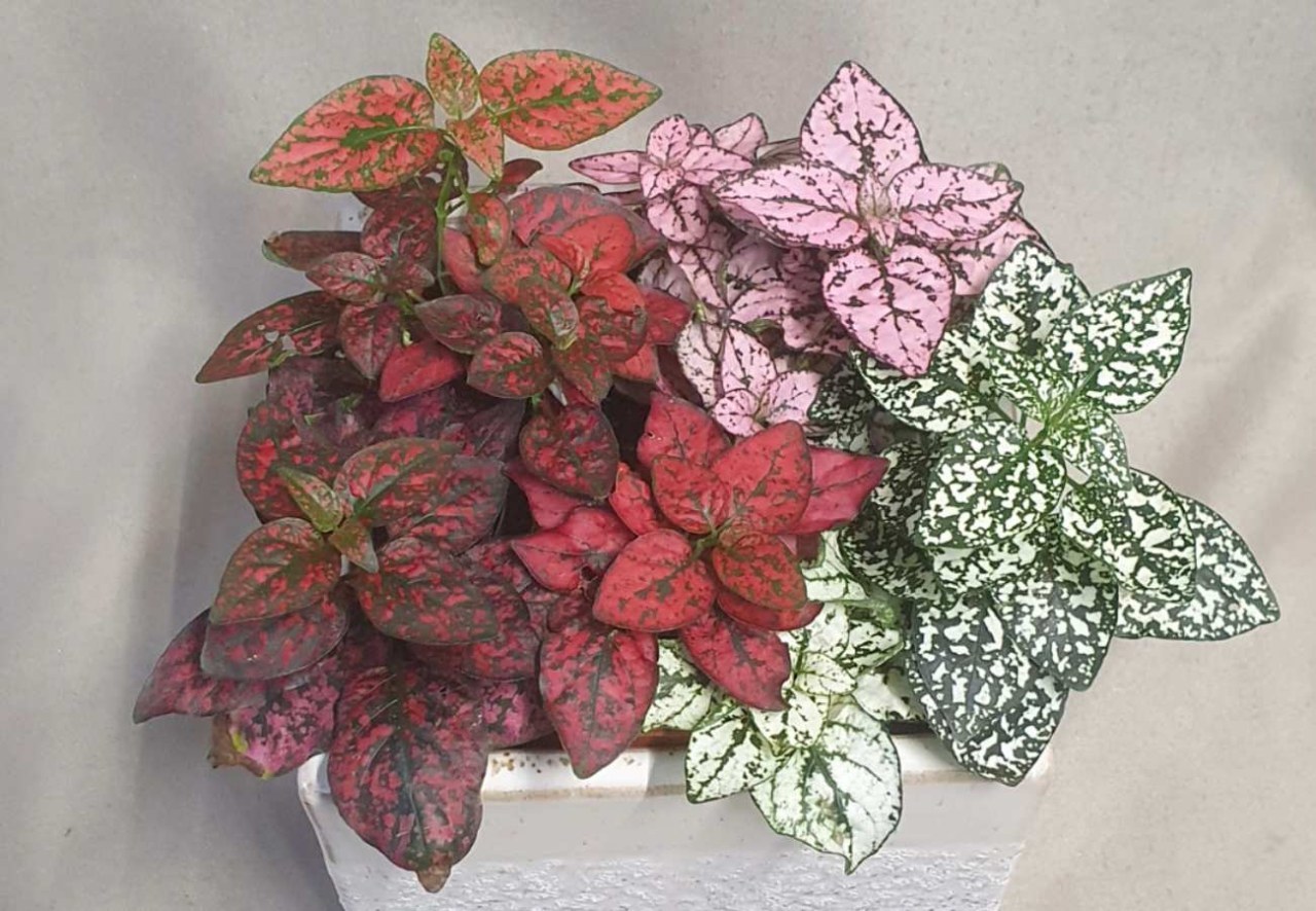 Hypoestes, una pianta colorata per il balcone: in vaso teme soprattutto il freddo