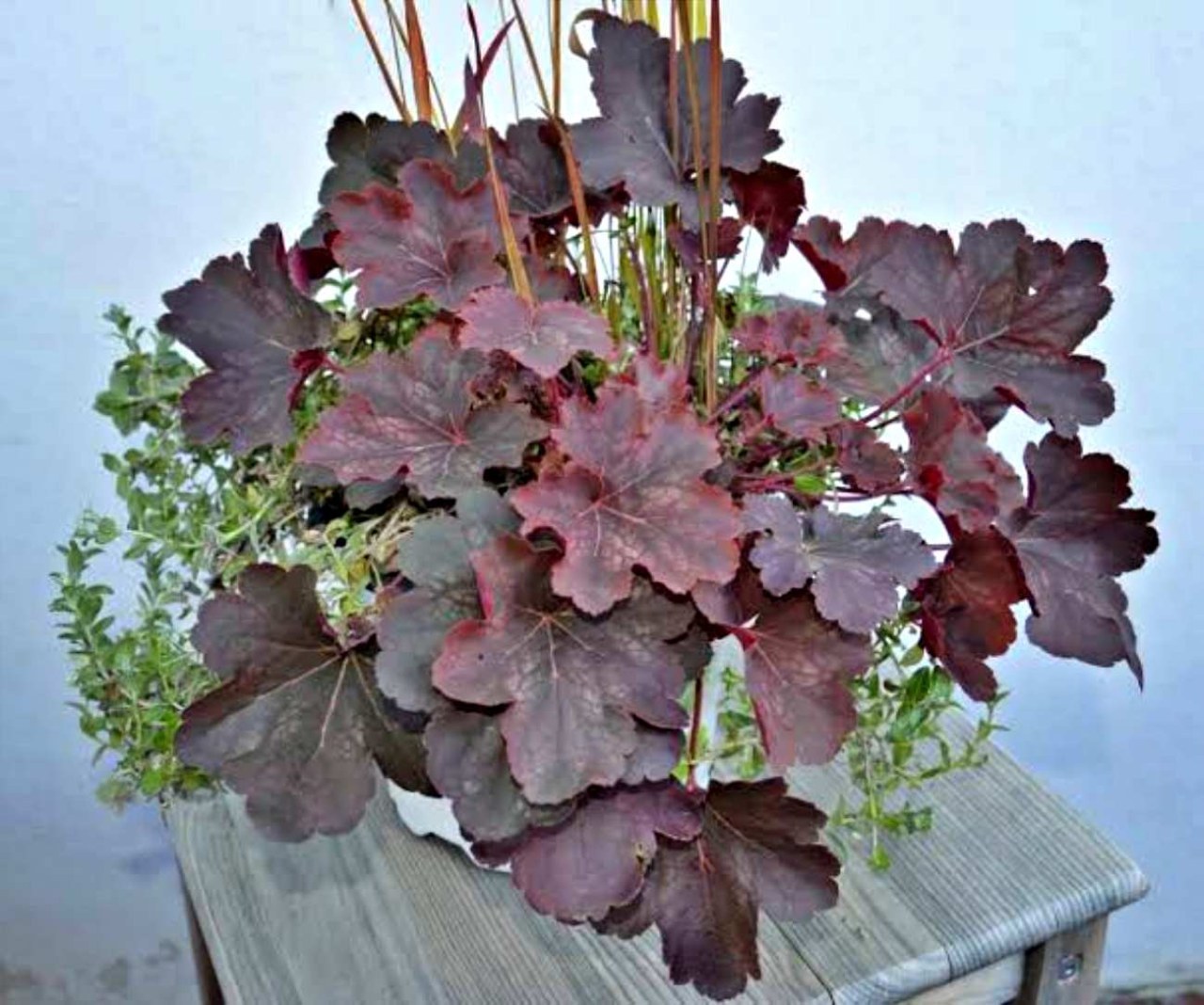Quale vaso scegliere sul balcone per la pianta di Heuchera